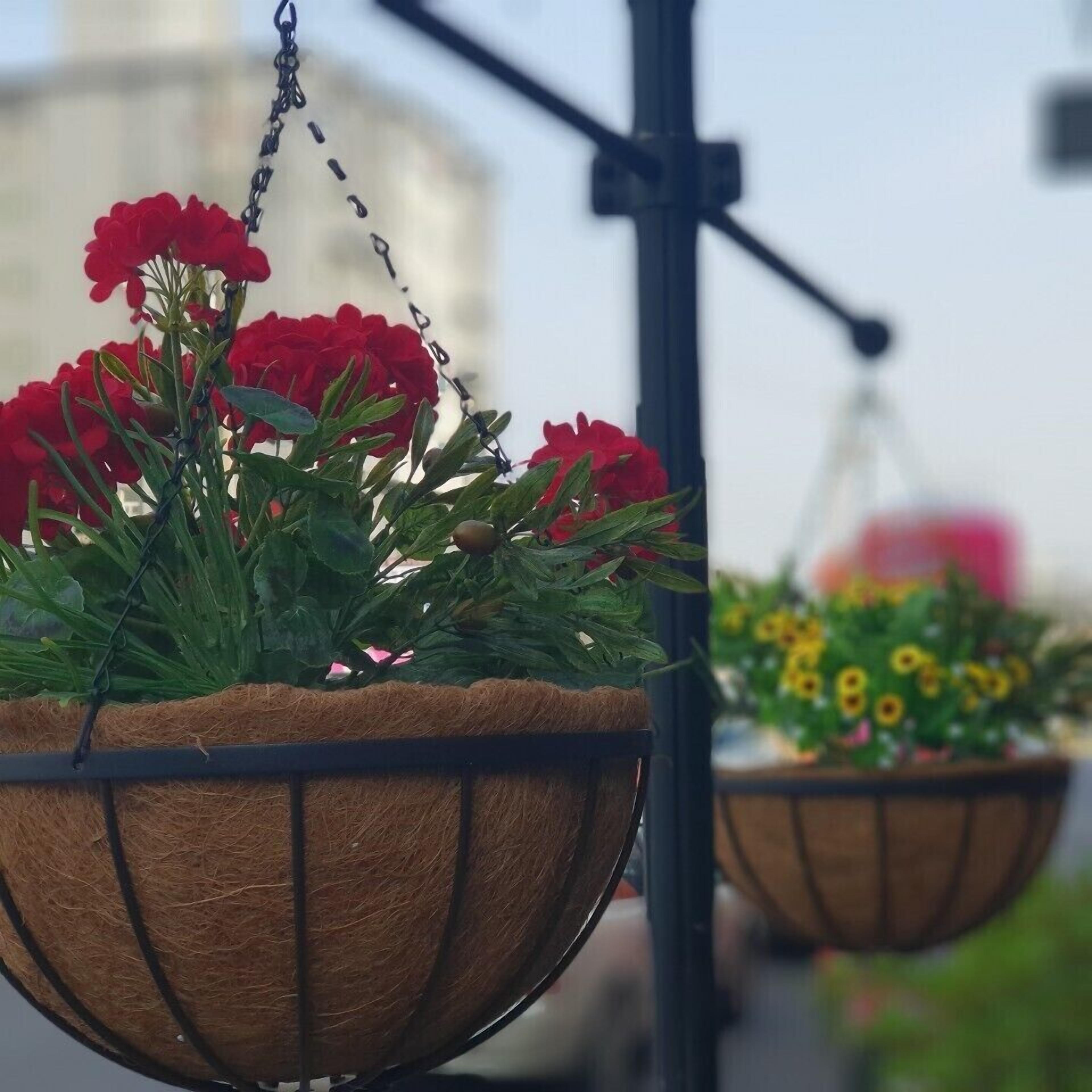 A hanging basket with red flowers, likely geraniums, suspended from a metal fixture.