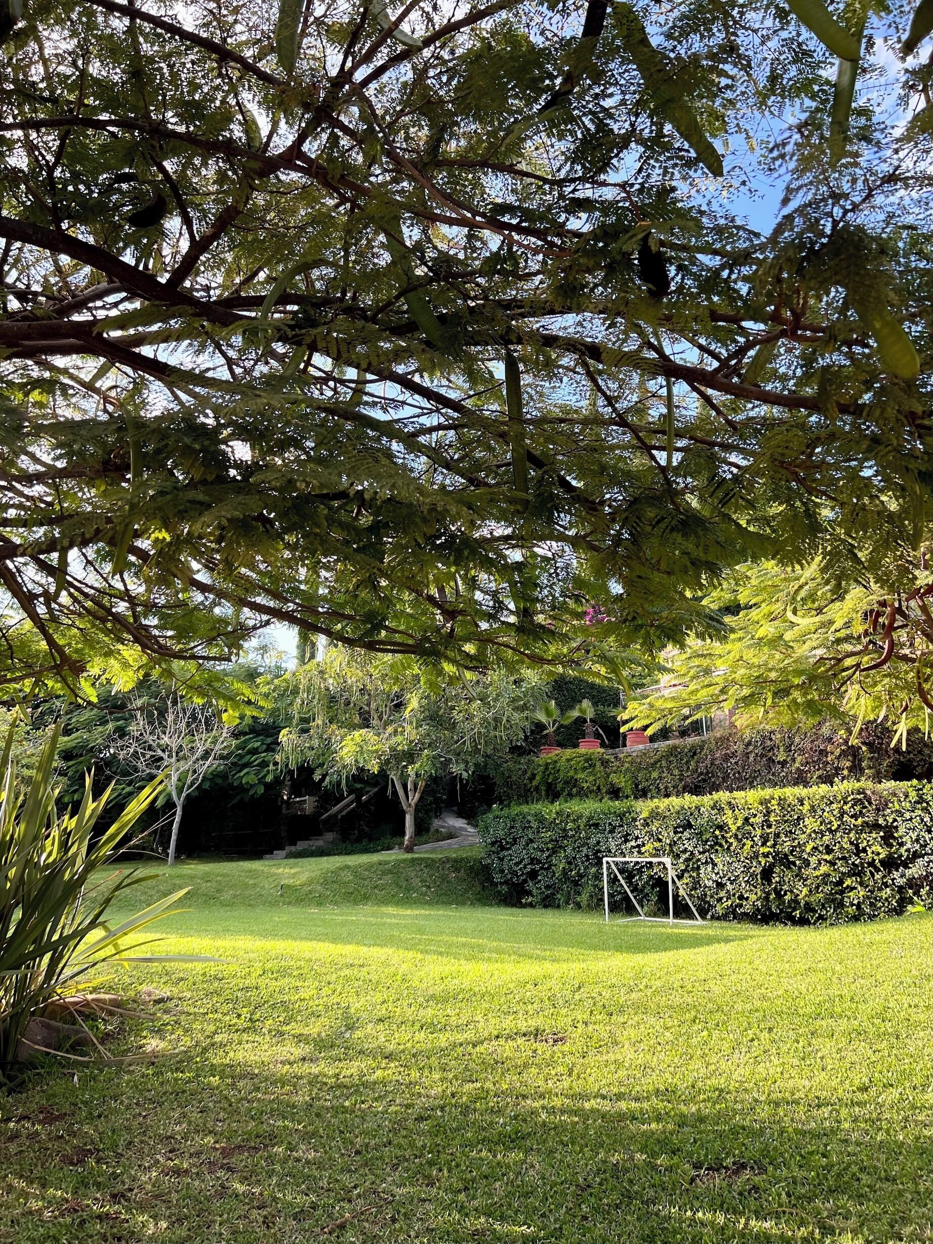 A well-maintained garden with a grassy lawn, a soccer goal, and various trees and shrubs.