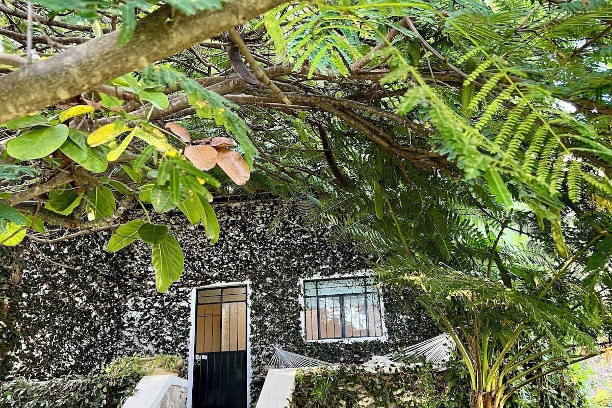 A stone staircase leading to a door with a window, surrounded by dense green foliage.