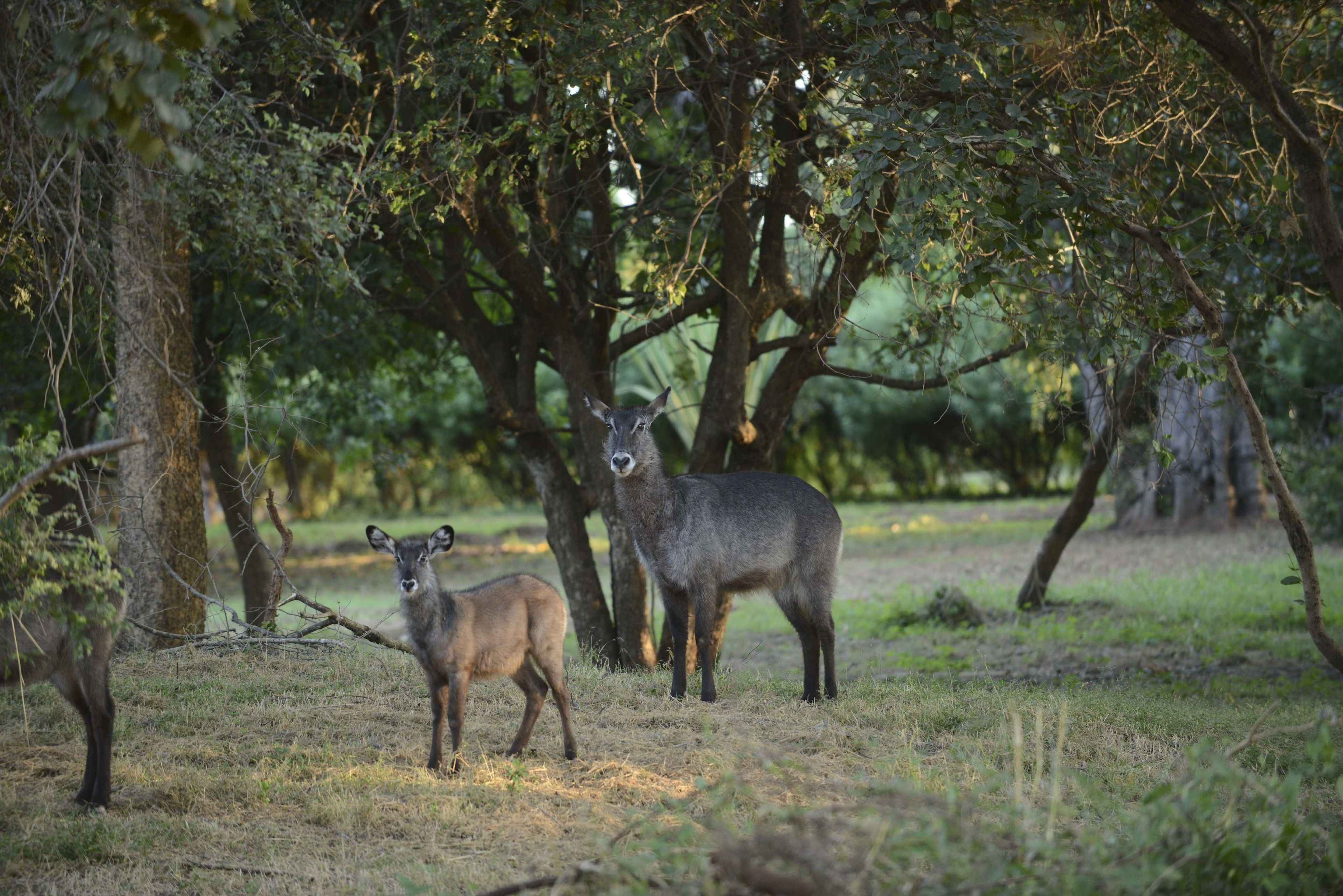 A natural outdoor setting with trees and a deer.