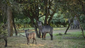 A natural outdoor setting with trees and a deer.