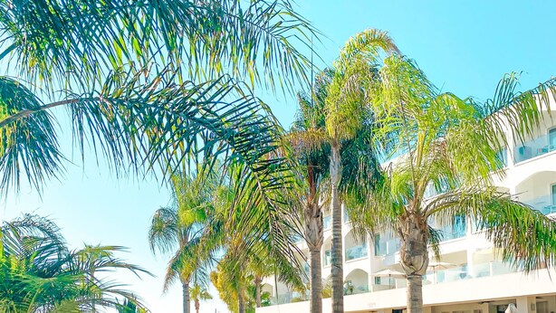 A swimming pool with palm trees, lounge chairs, and a bridge. - Anesis (Ayia Napa)