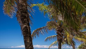 Une scène de plage avec des palmiers, un hamac et une vue sur l’océan.