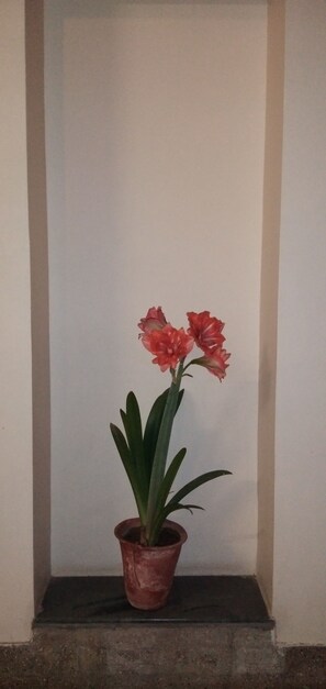 Une plante en pot aux fleurs rouges, placée dans un coin, contre un mur uni.