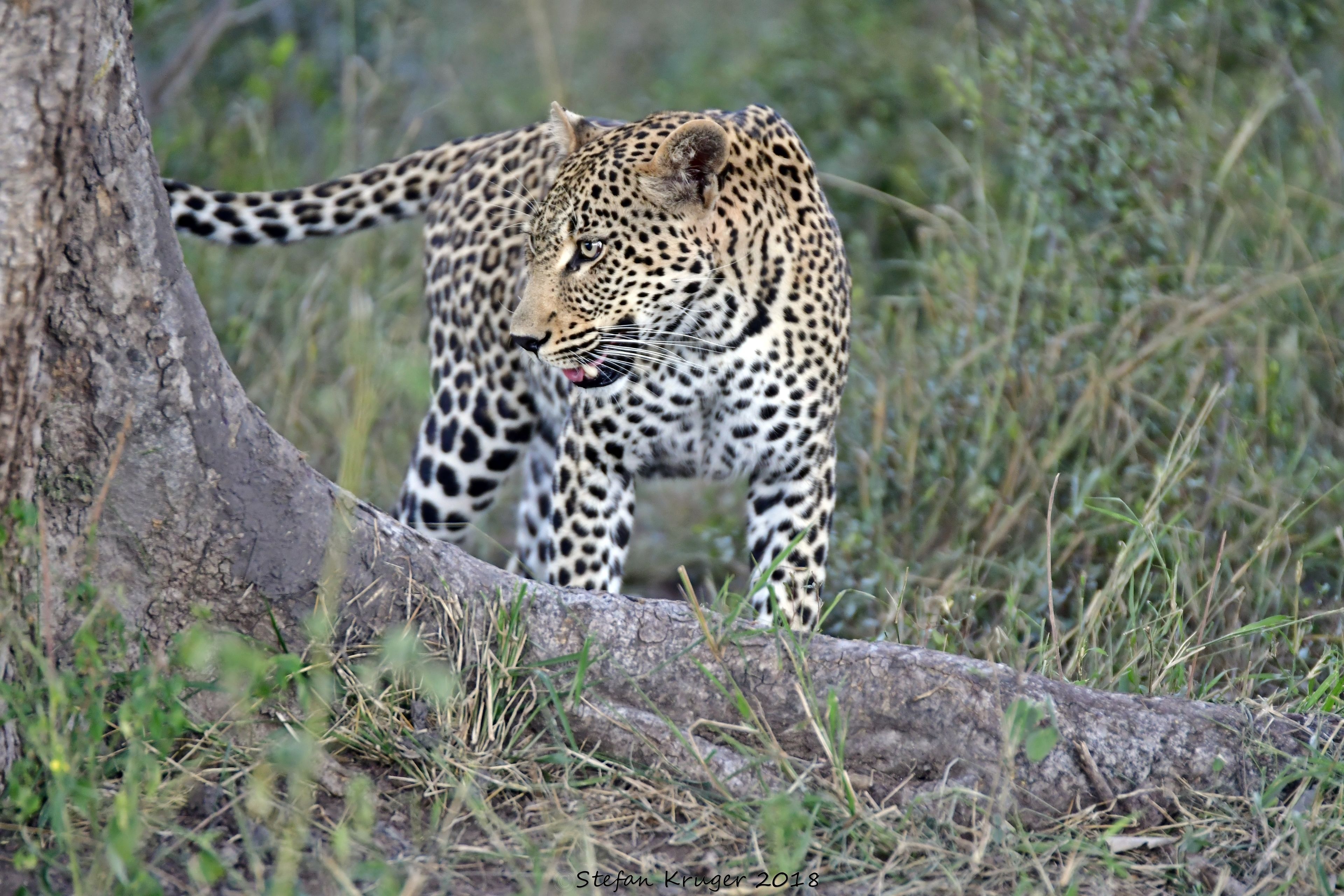 Ein Leopard bewegt sich durch ein grasbewachsenes Gebiet mit Bäumen.
