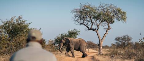 An elephant walking on a dirt road with sparse vegetation and a clear sky.
