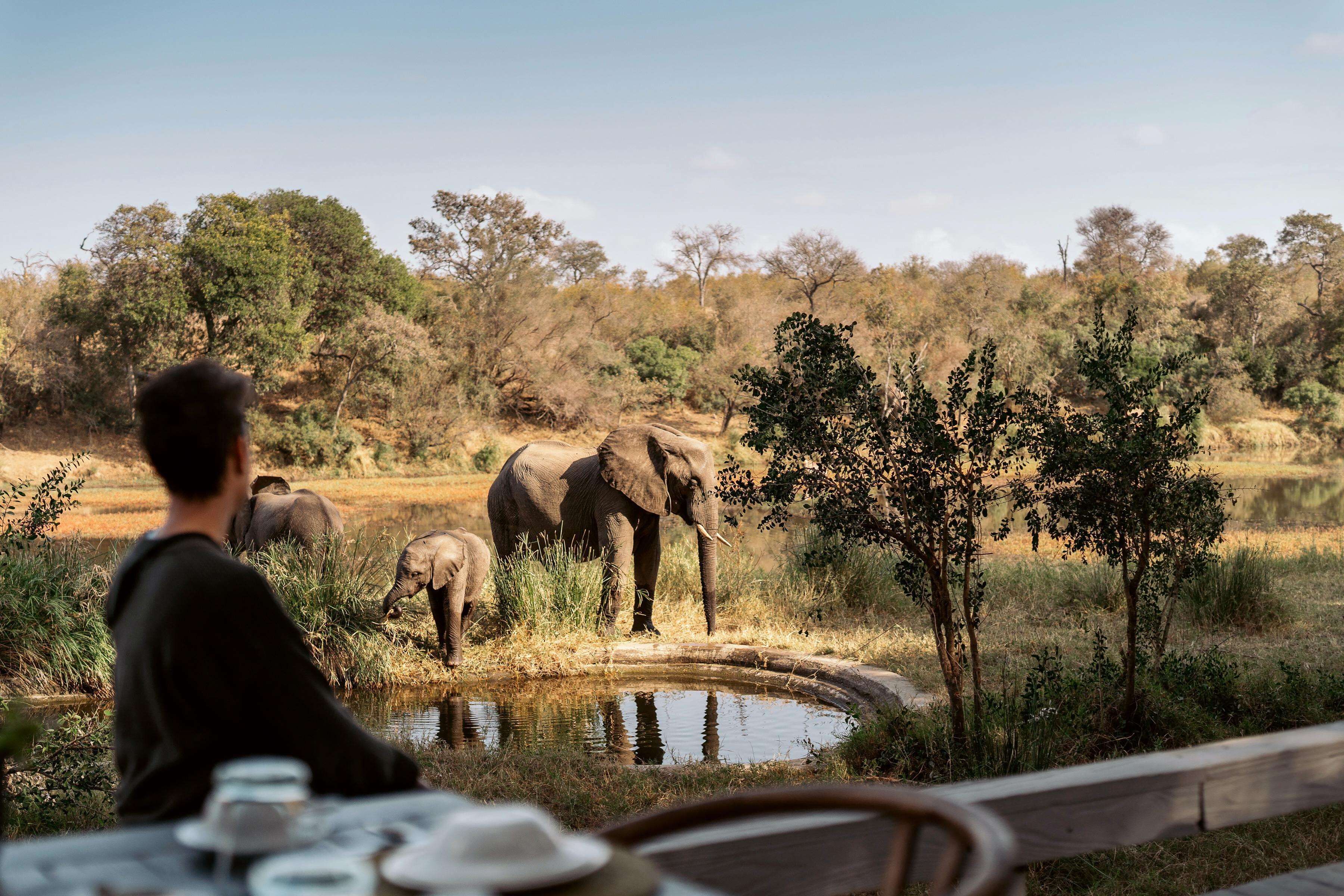A dining area with a table and chairs, overlooking a natural landscape with elephants and trees.