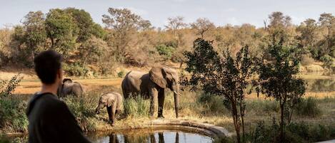A dining area with a table and chairs, overlooking a natural landscape with elephants and trees.
