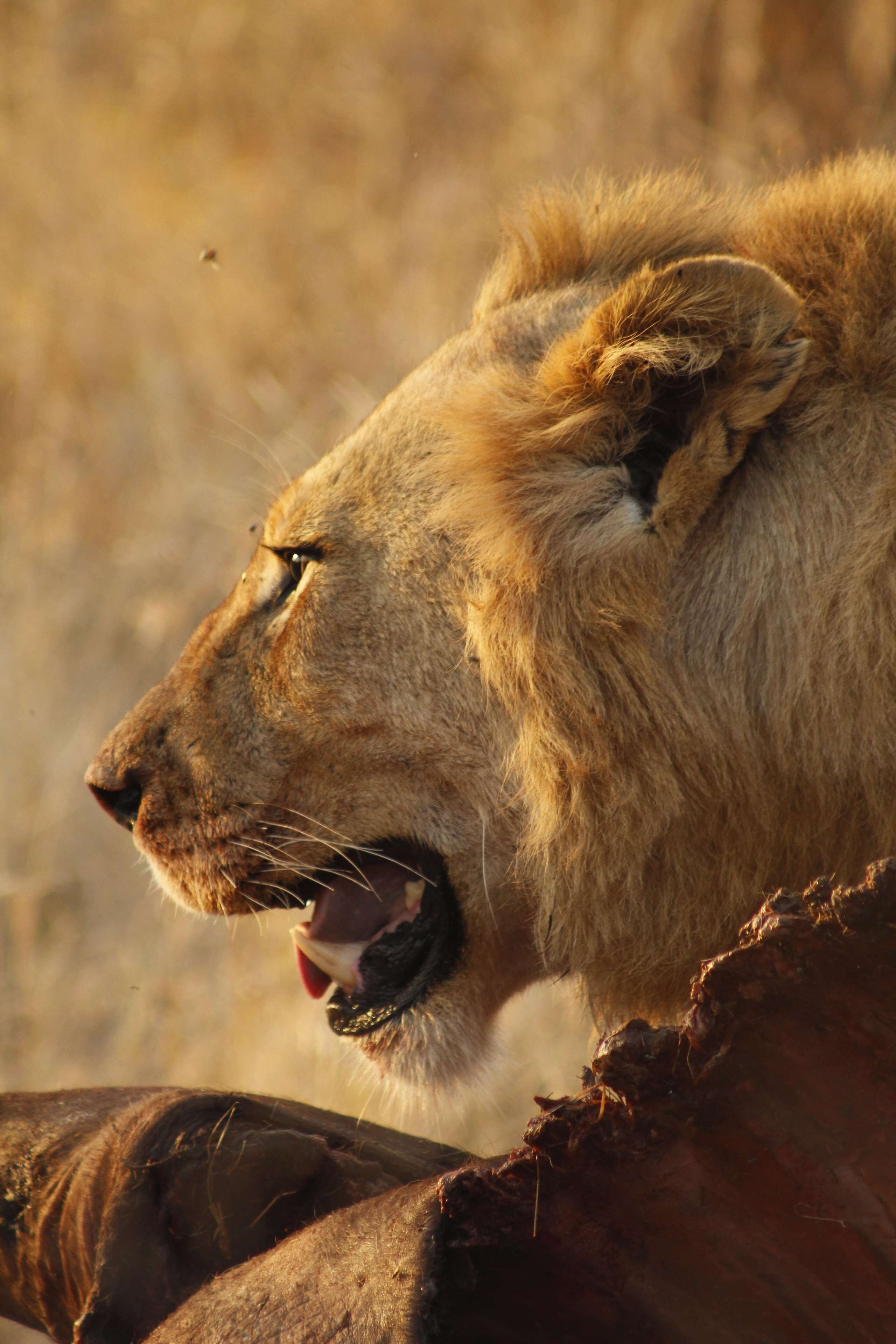 A lion's head with its mouth open, revealing its teeth.