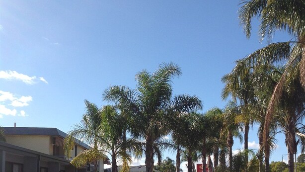 A swimming pool with a tiled deck, surrounded by palm trees and a fence. - Sunraysia Motel & Holiday Apartments (Mildura)