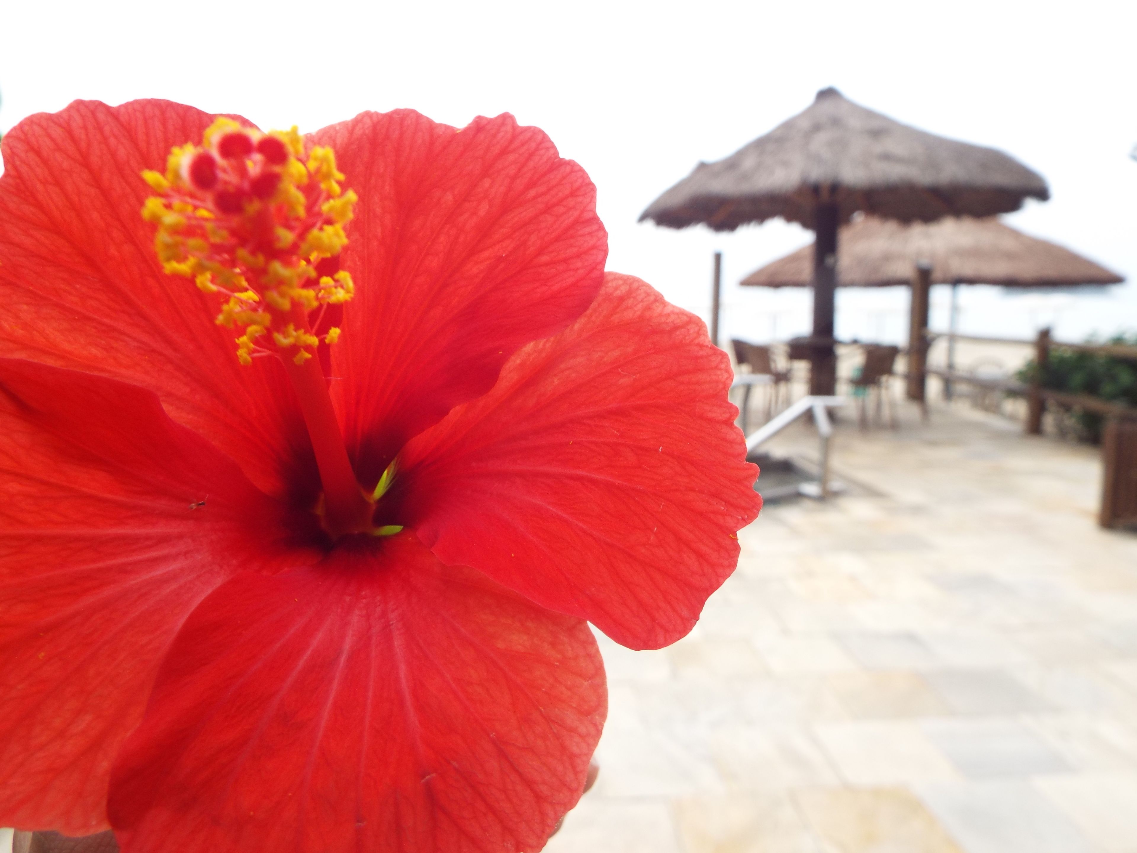 indoor pool, 2 outdoor pools, pool umbrellas, pool loungers