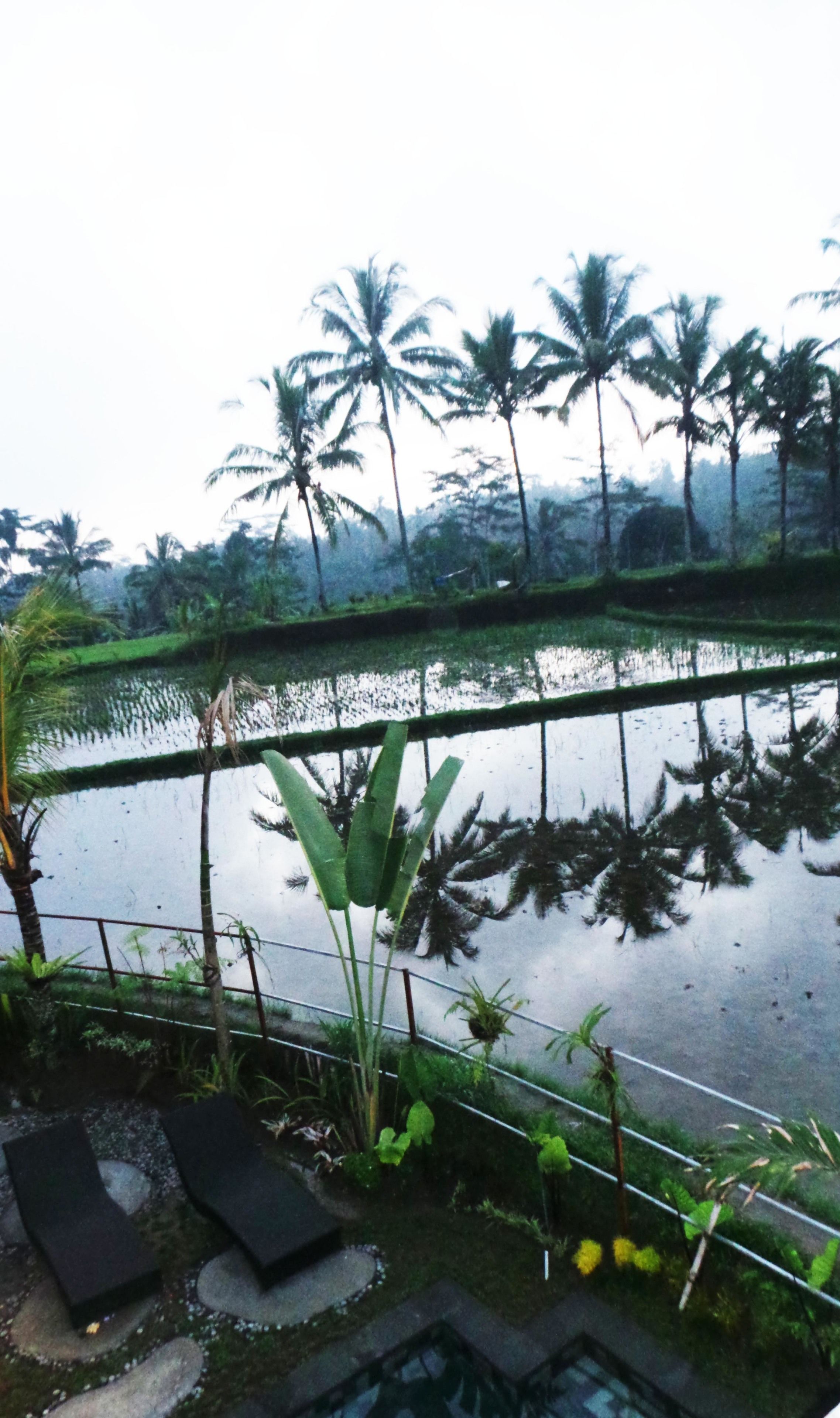 A serene outdoor area with a water body reflecting palm trees and a fence.