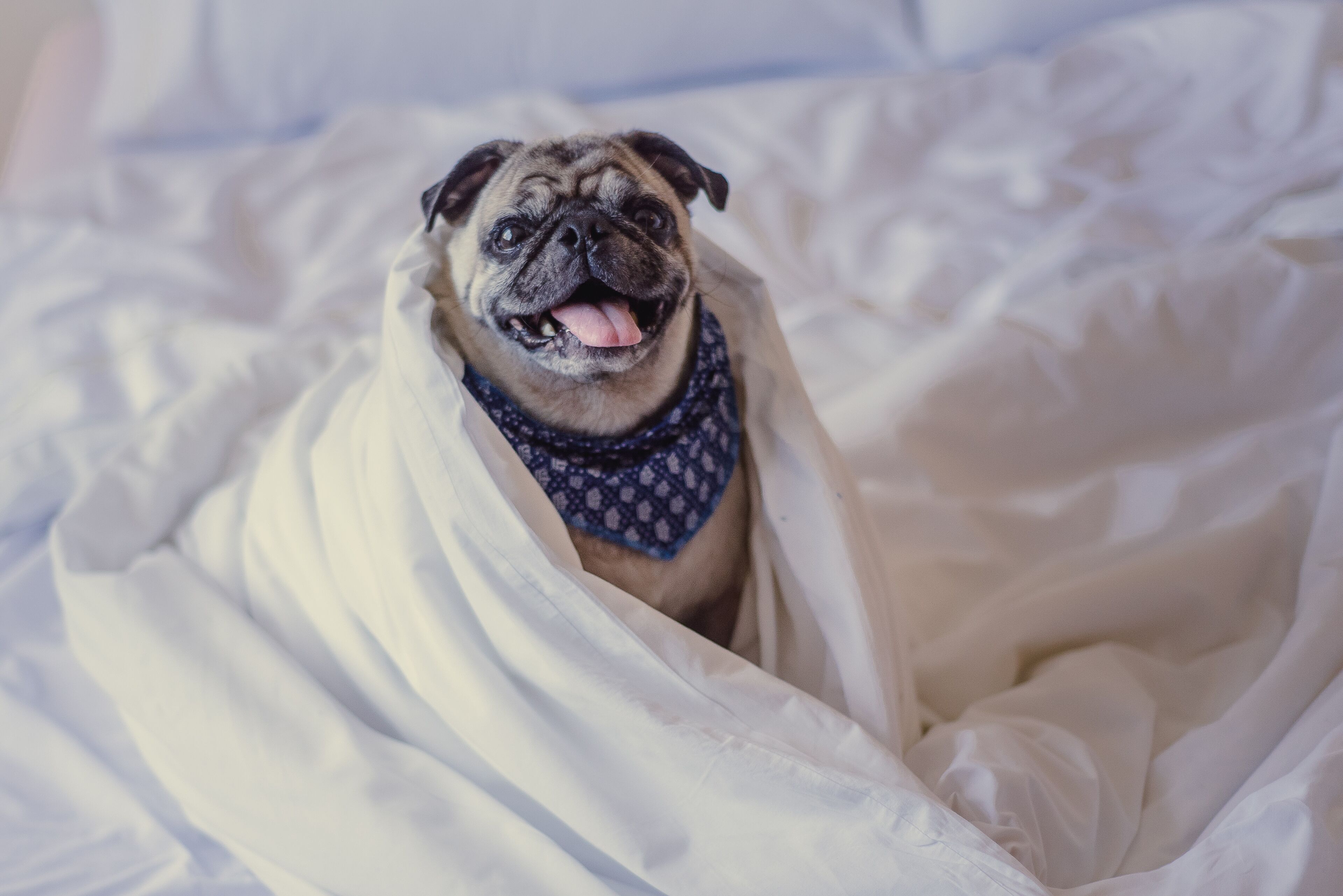 minibar, in-room safe, free wifi, bed sheets