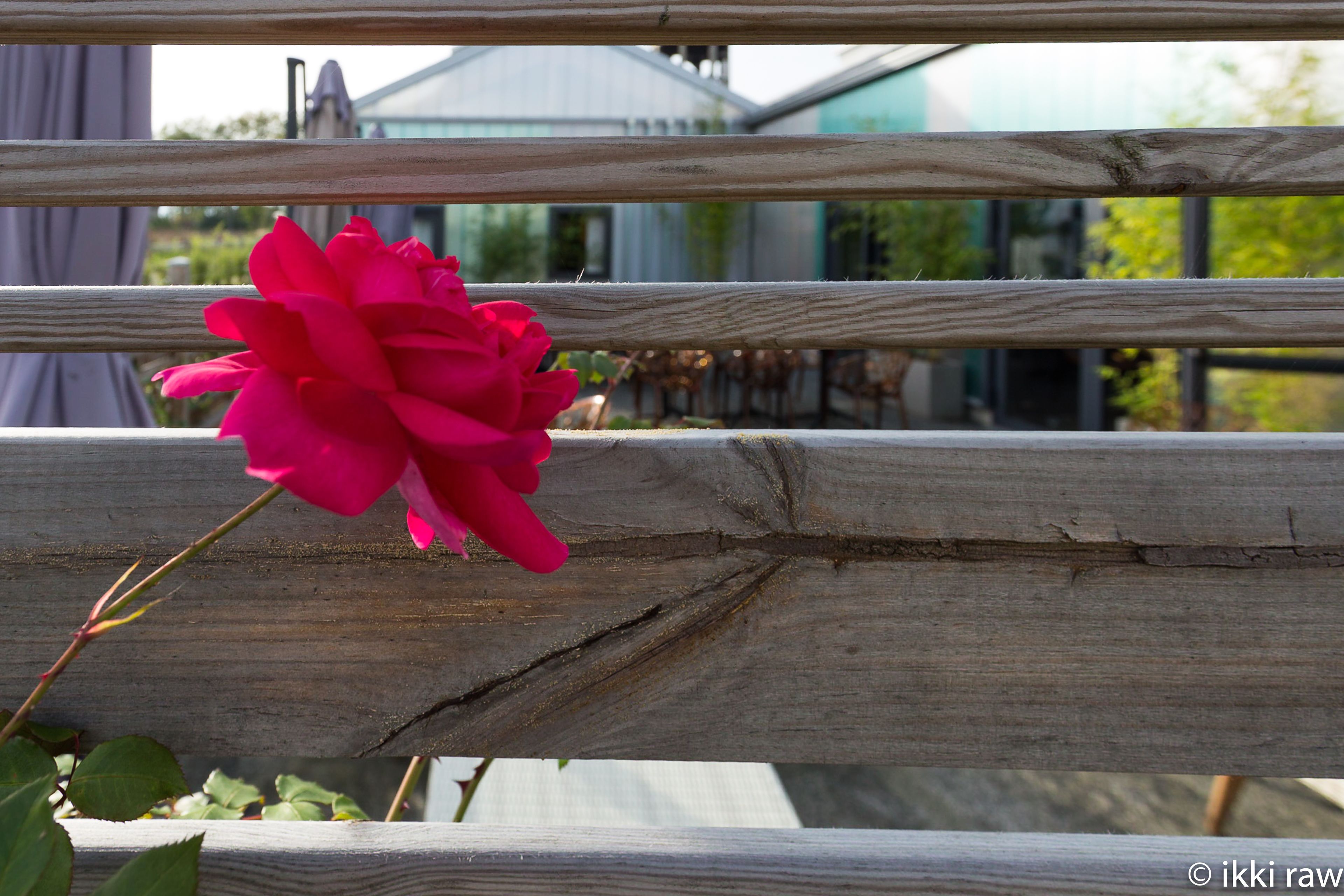 A wooden fence with a single pink rose in the foreground.