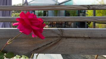 A wooden fence with a single pink rose in the foreground.