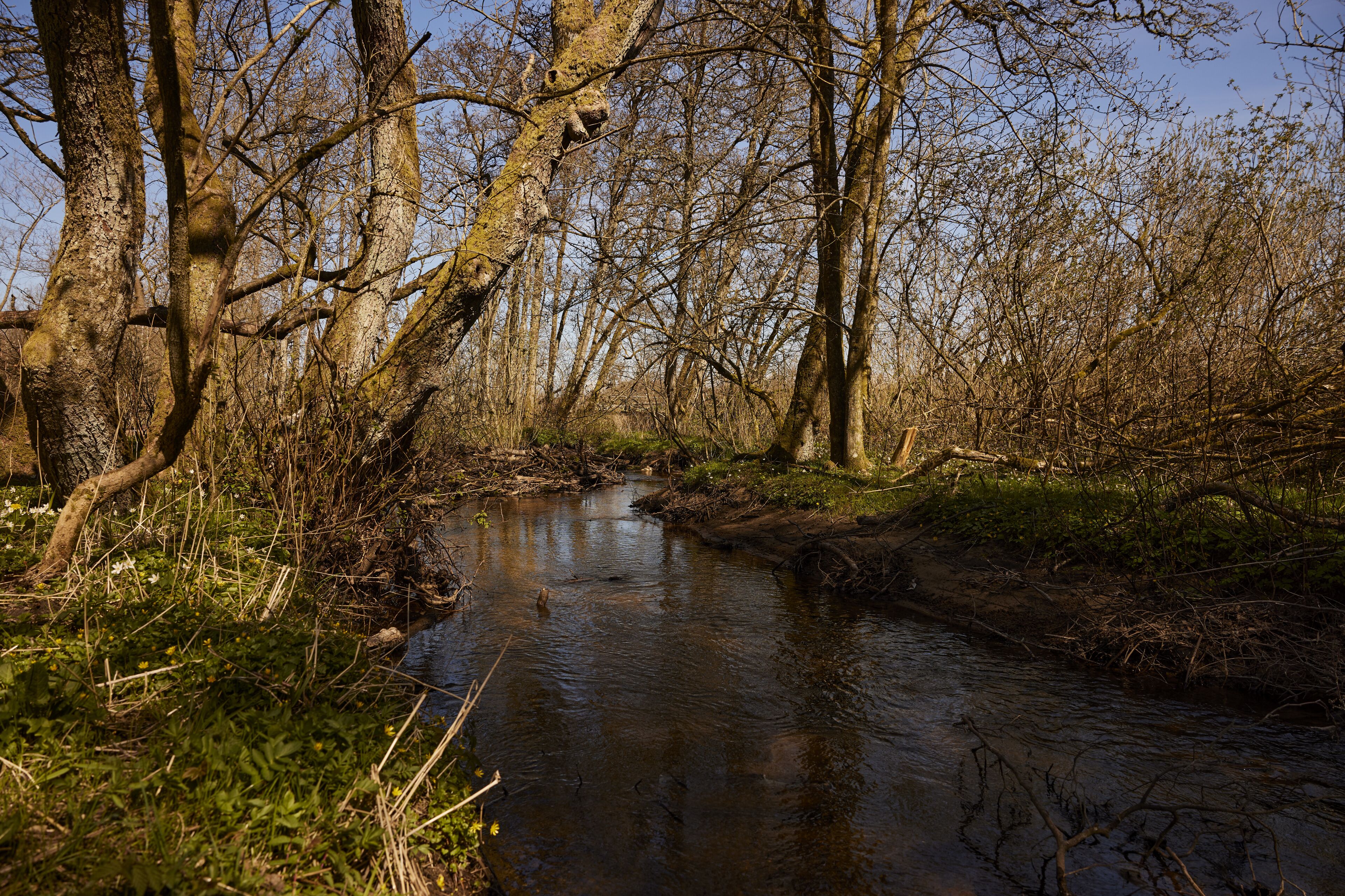 A river flowing through a forest with trees and greenery on both sides.