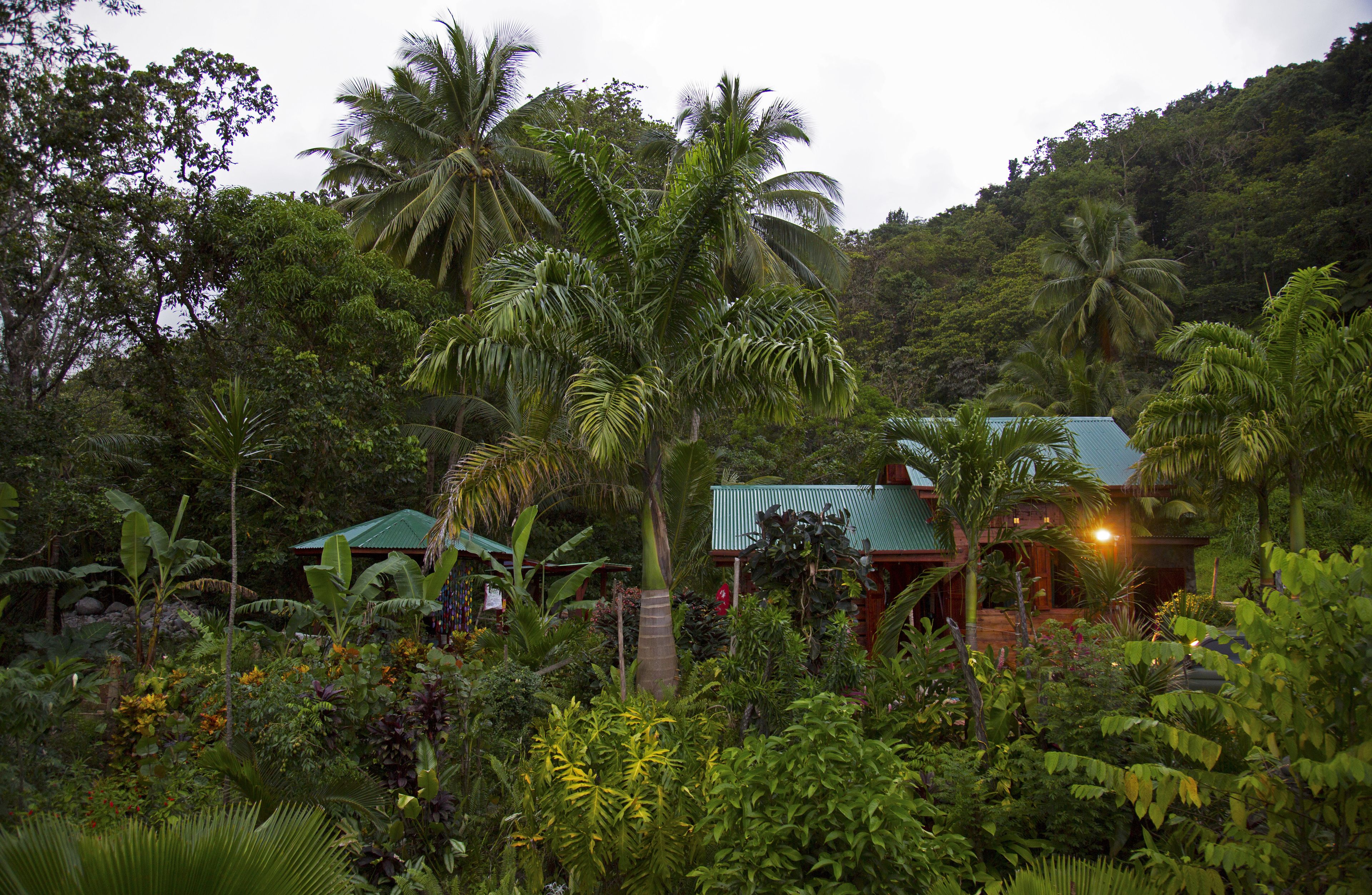 A tropical resort with lush greenery, palm trees, and a house with a green roof.