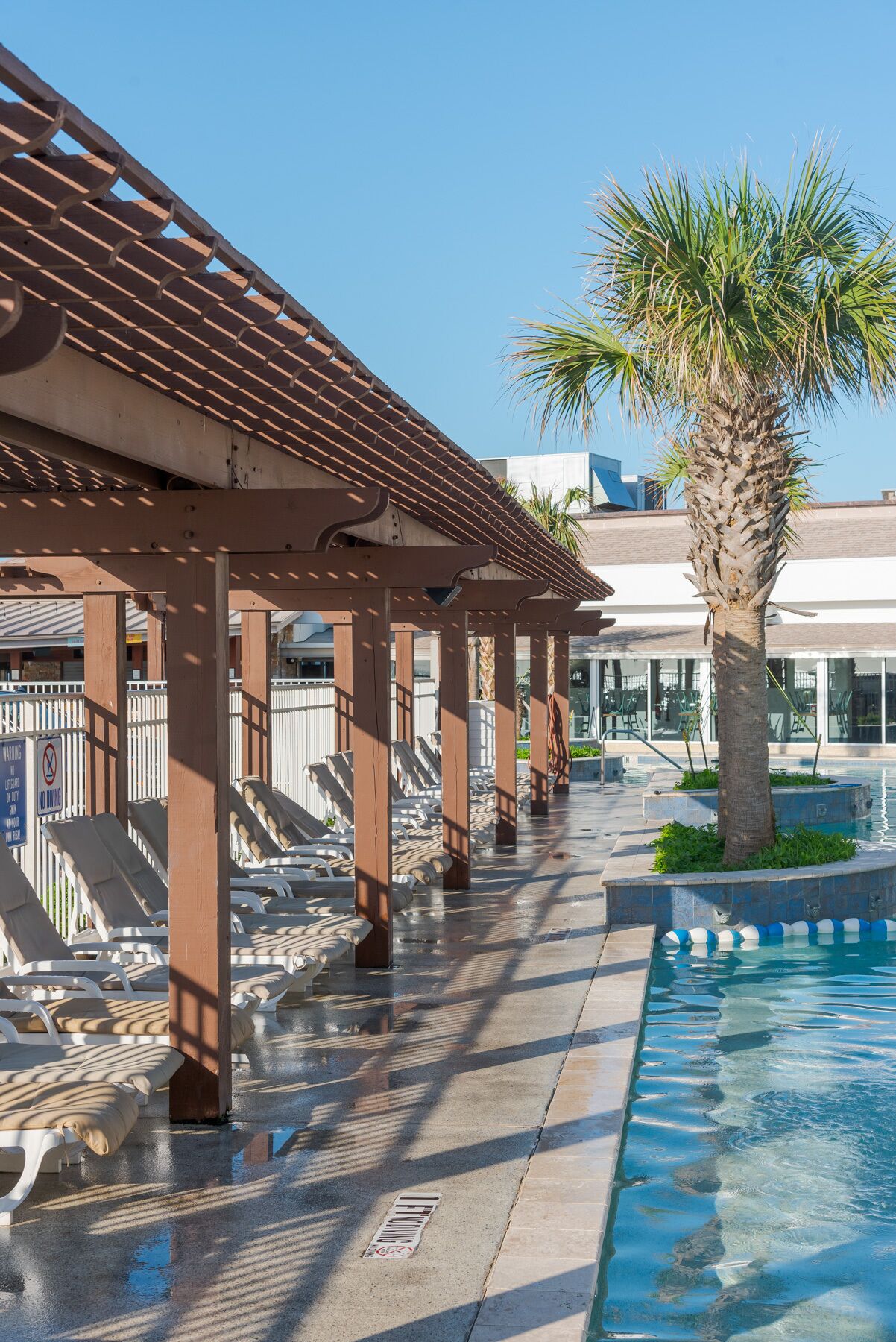 A poolside area with sun loungers and a palm tree.