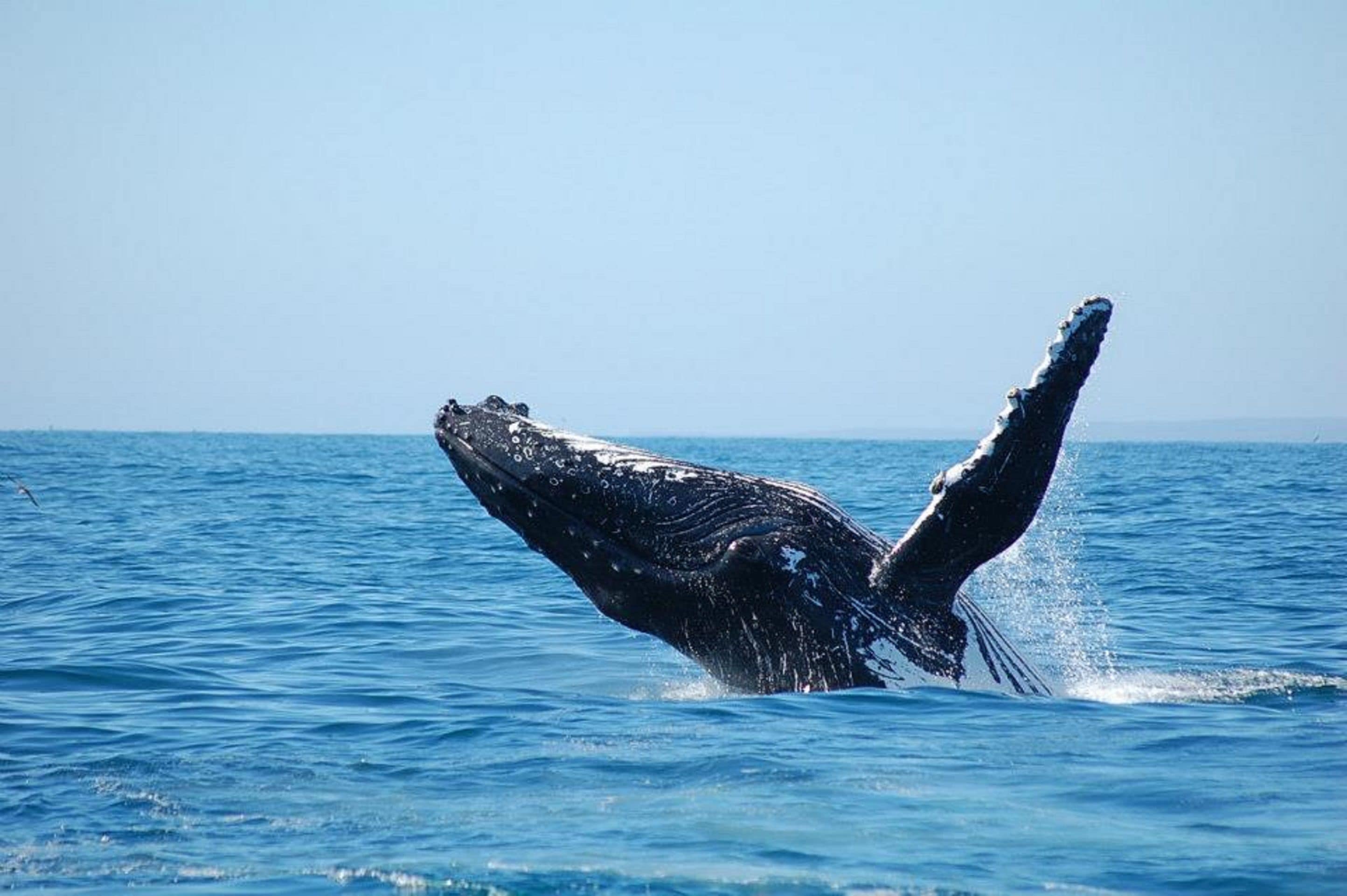 A whale breaching the ocean surface.