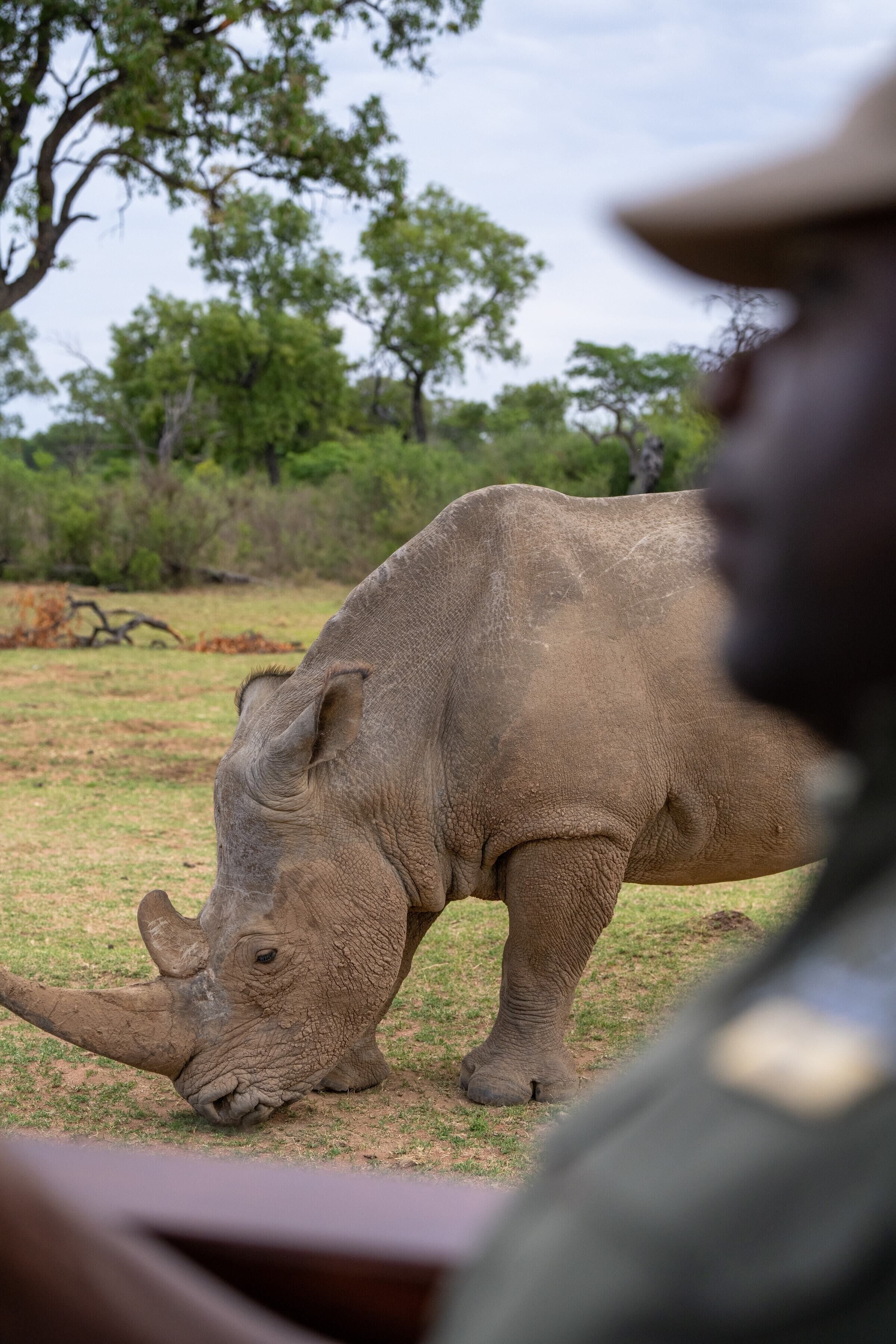 A rhinoceros in a natural setting with trees and grass.