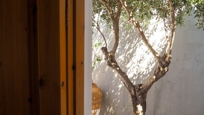 A bonsai tree with a gravel base, a wooden door, and a white wall. - Saint George Studios (Rhodes)