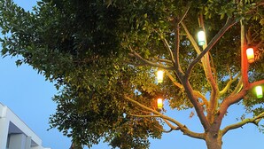 Un espace piscine dans un complexe hôtelier, avec des chaises longues et des parasols, un arbre décoré de guirlandes lumineuses, et une vue sur la mer.