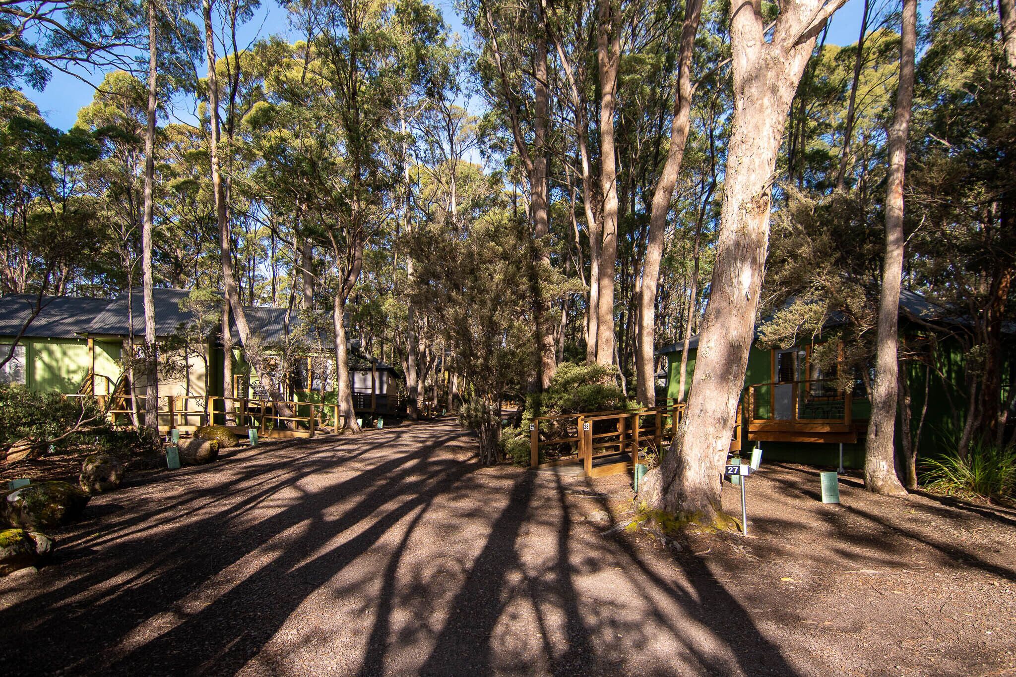 A forested area with a dirt path leading to a wooden structure, surrounded by tall trees and a clear sky.