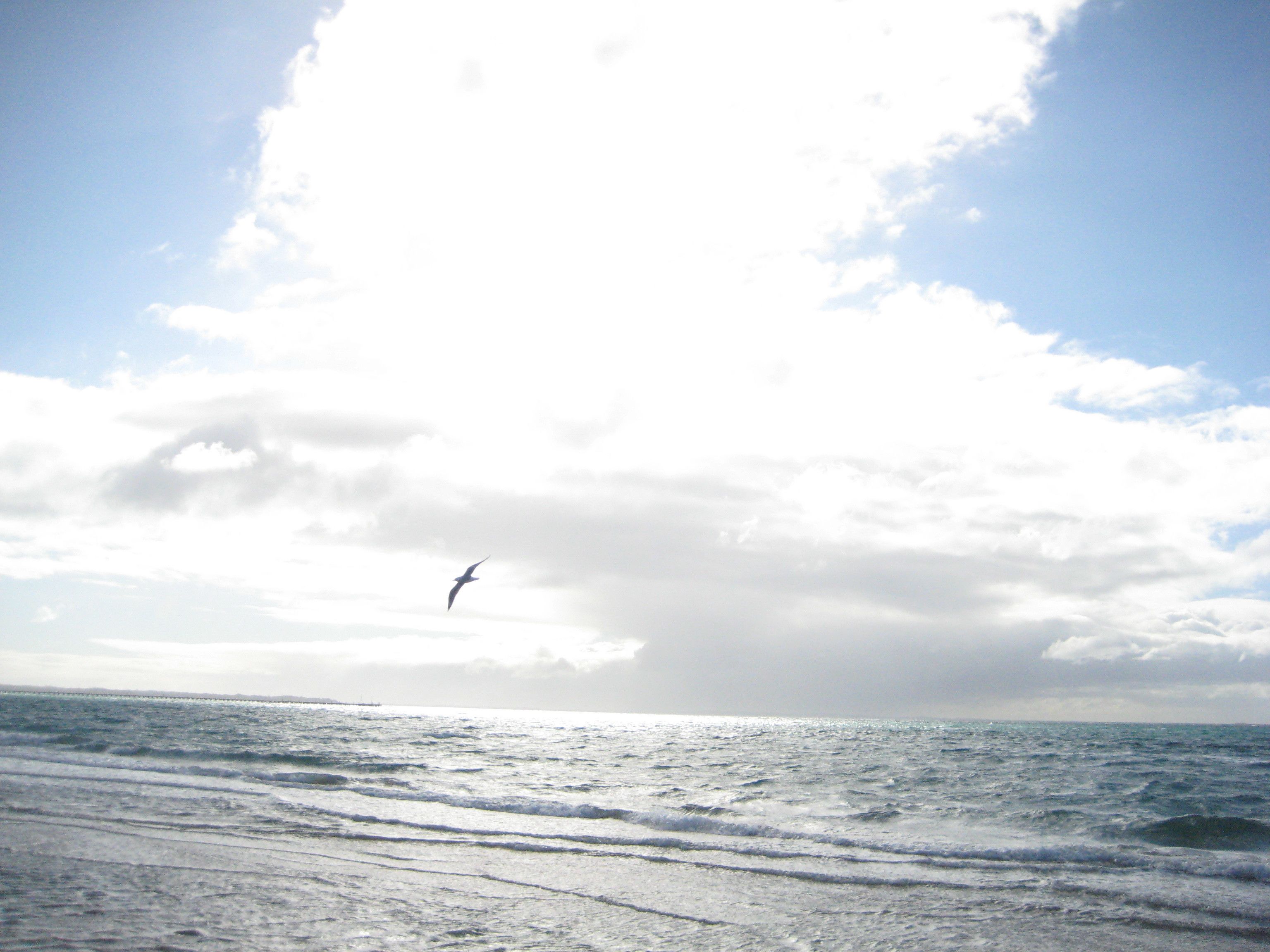 A beach with waves and a bird flying in the sky.