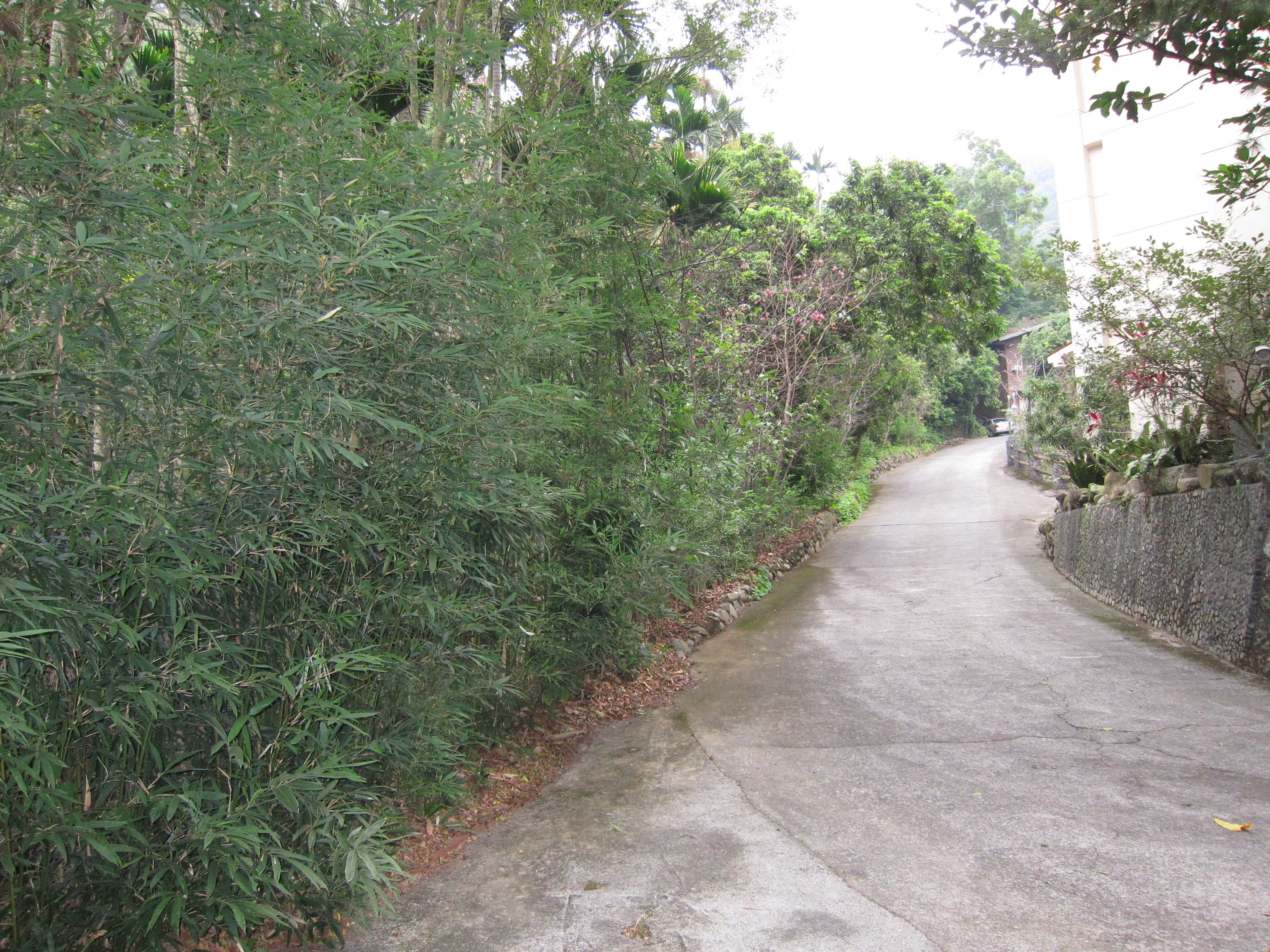 Un camino estrecho y pavimentado bordeado de vegetación densa y una pared de piedra en un lado.