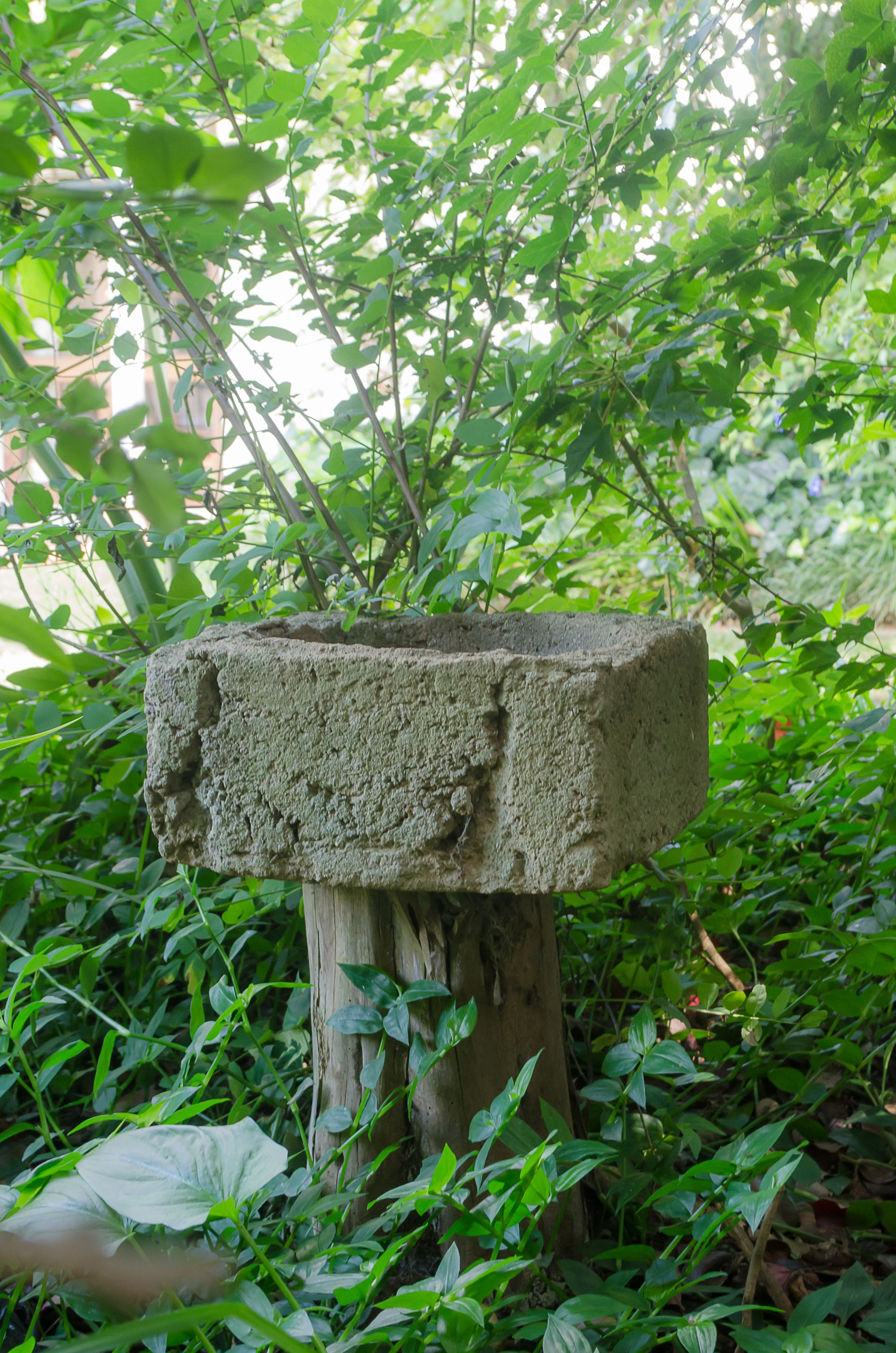 A concrete birdbath in a garden with dense foliage.