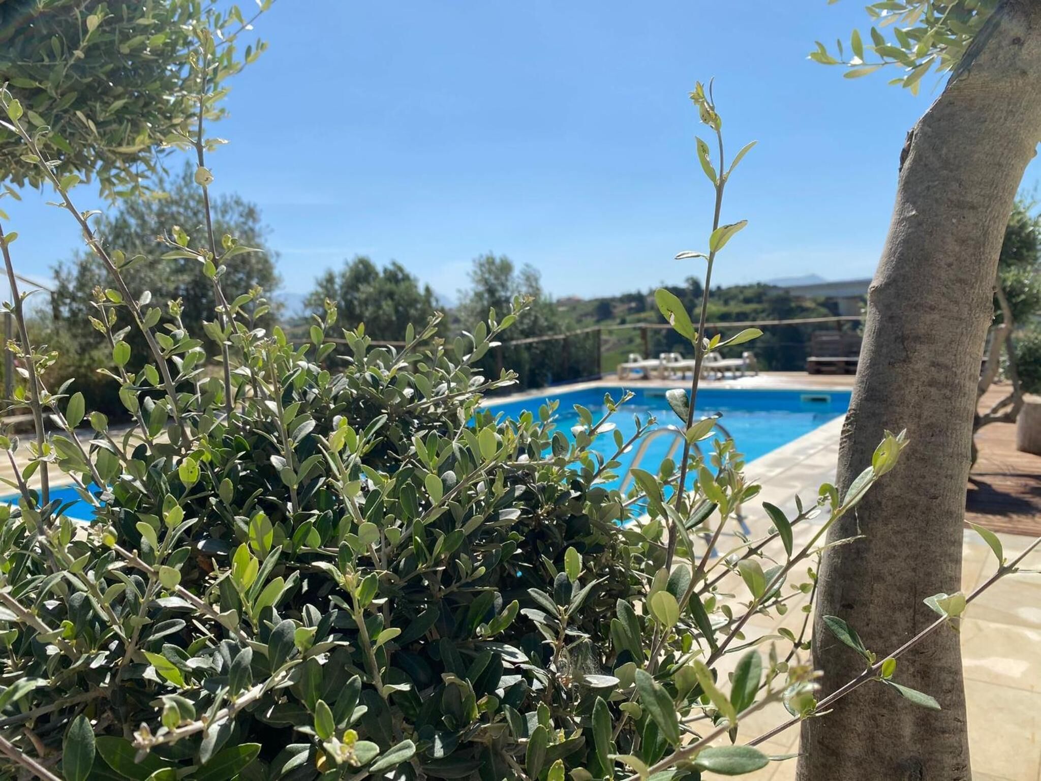 A pool area with a clear blue sky, surrounded by olive trees and a stone wall.
