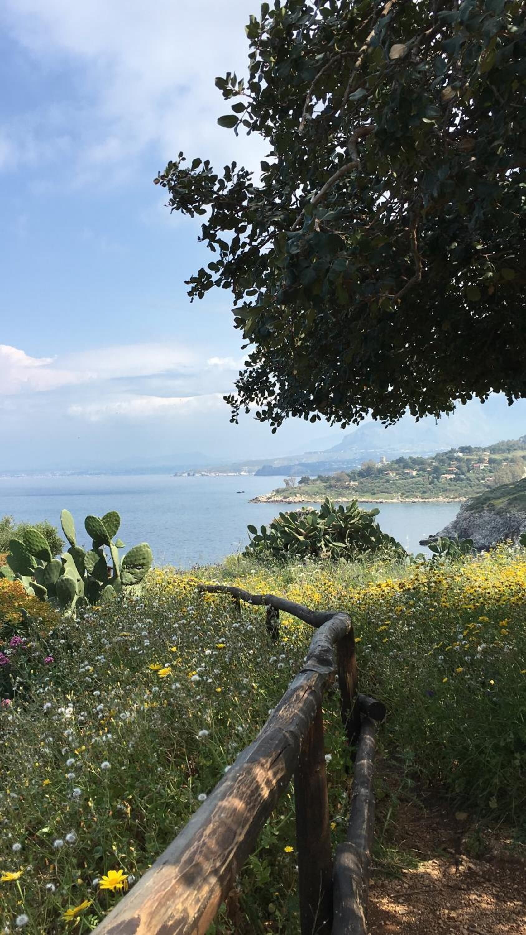 A coastal landscape with a view of the sea, a cactus plant, and a wooden fence.