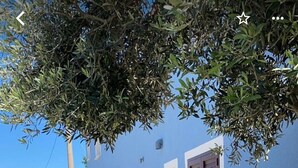 A narrow, stone-walled pathway leading to a row of blue buildings with wooden shutters. - B&B Pelagos (Castellammare del Golfo)