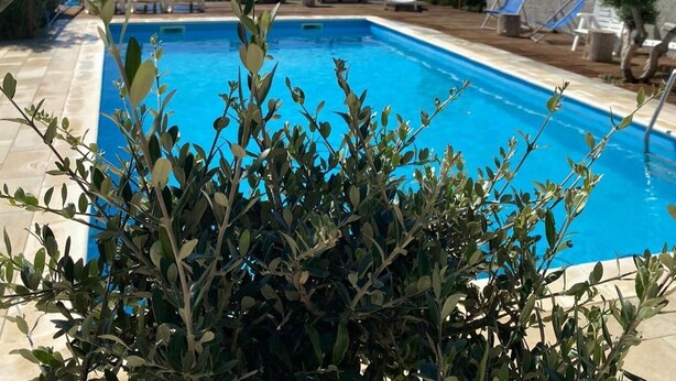 A swimming pool with clear blue water, surrounded by olive trees and a stone wall. - B&B Pelagos (Castellammare del Golfo)