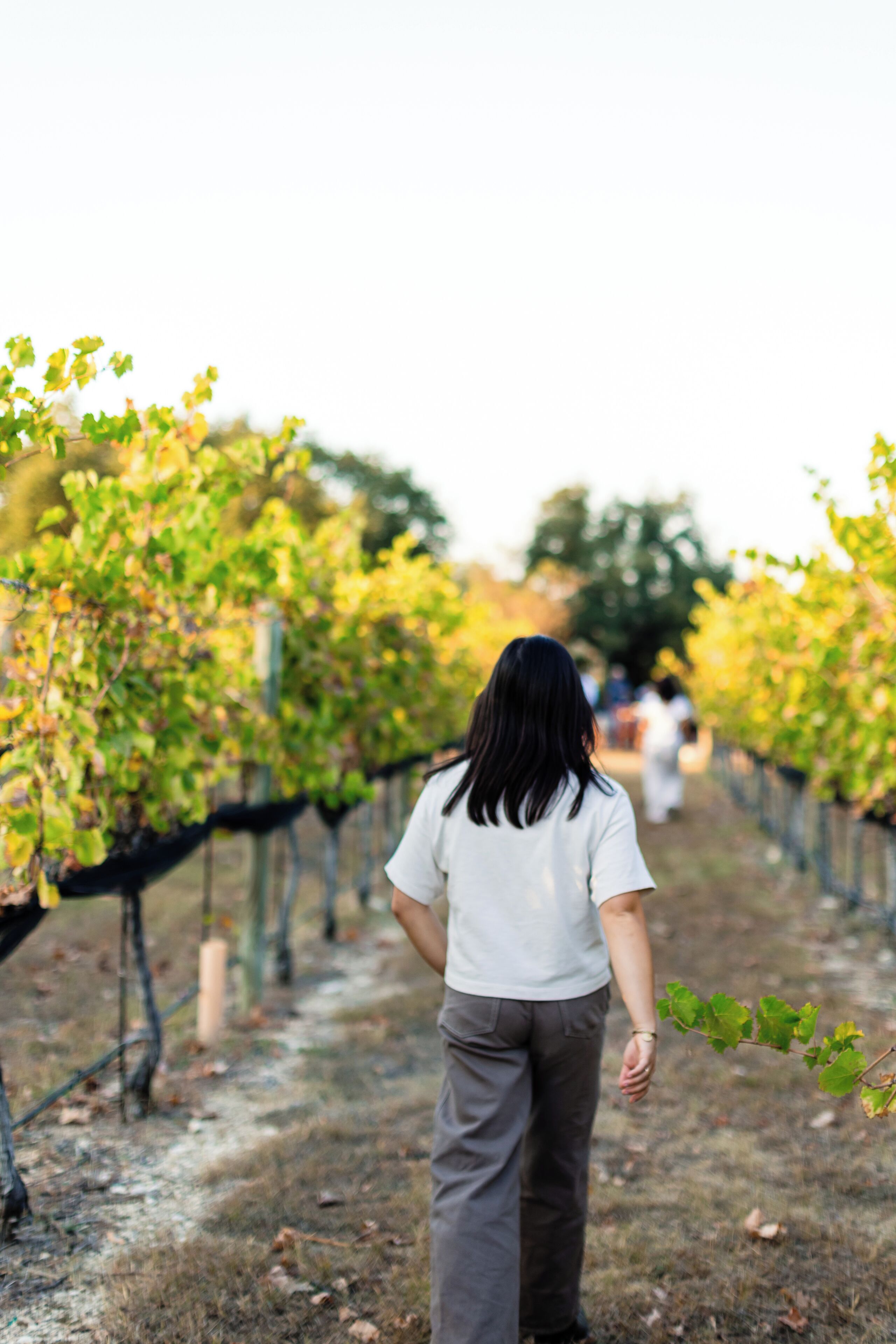 A person walking down a vineyard path.