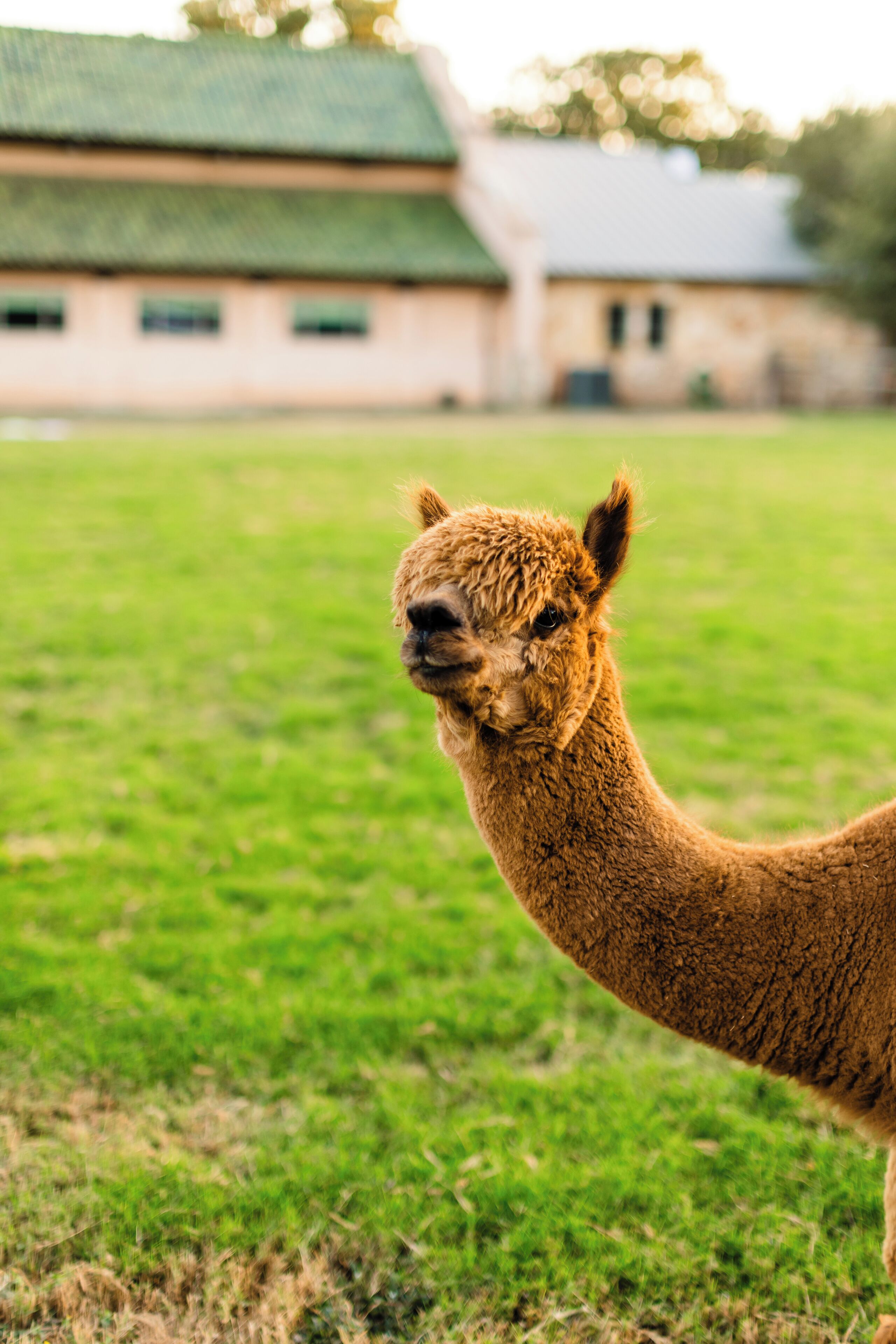 Un lama dans un champ herbeux, avec un bâtiment en arrière-plan.