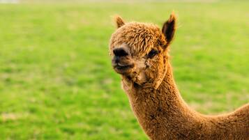 Un lama dans un champ herbeux, avec un bâtiment en arrière-plan.