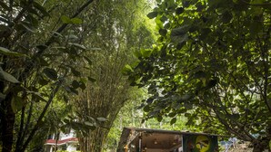 Un restaurante con un letrero que dice "SpiceJungle", rodeado de bambú y follaje frondoso.