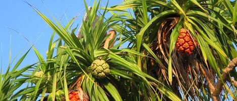 A close-up of a palm tree with green fronds and orange fruit.