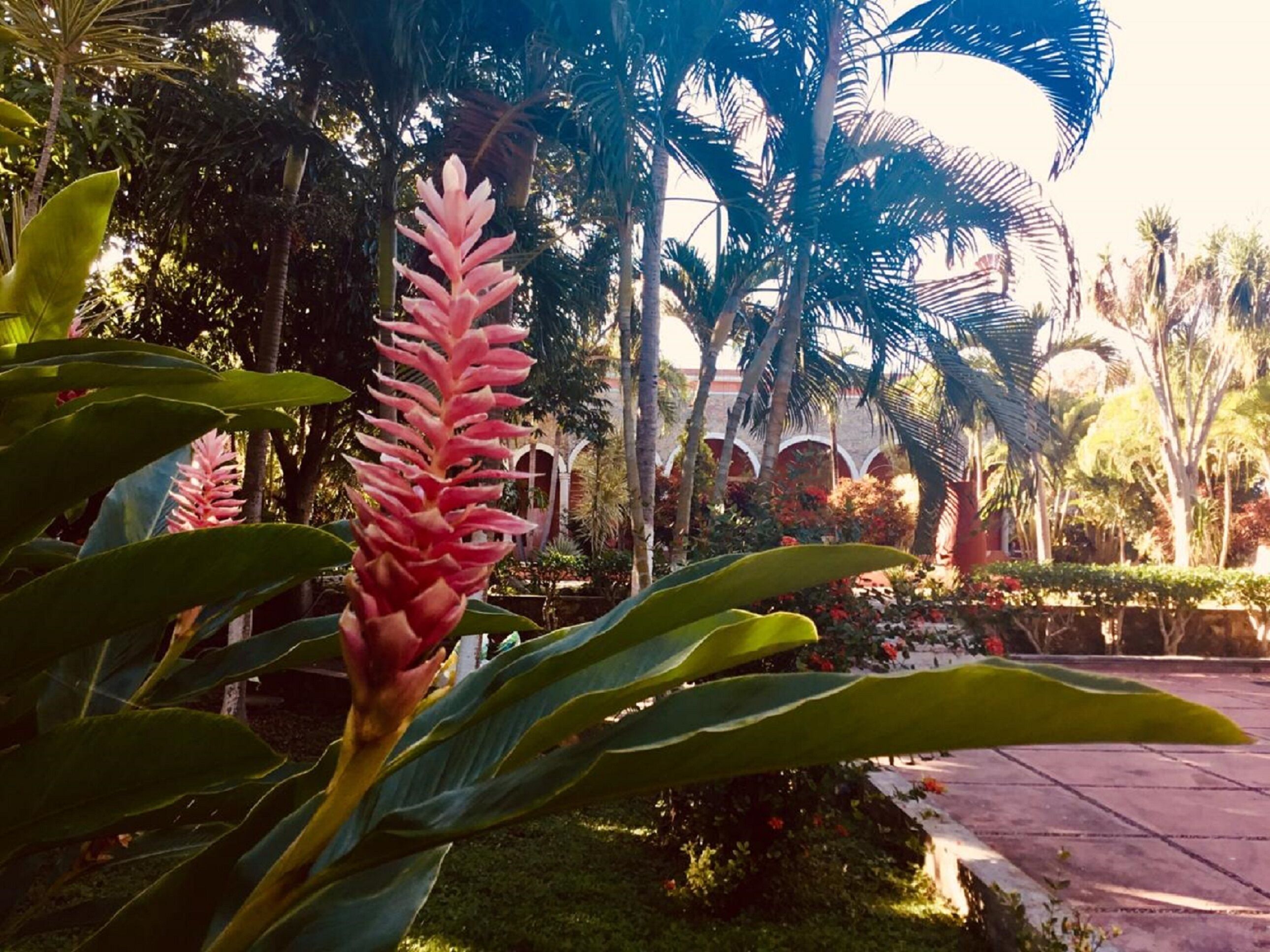 A tropical garden with a prominent pink flower in the foreground, palm trees, and a paved walkway.