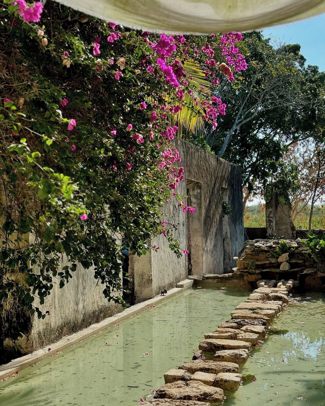 Une cour paisible agrémentée d’un élément aquatique, d’escaliers en pierre et de fleurs roses en pleine floraison.