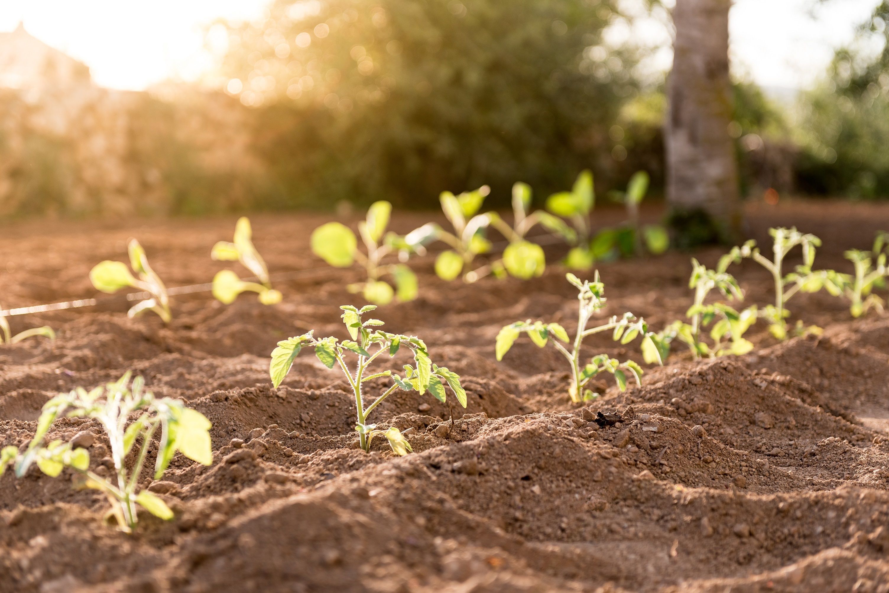 Foto - Cas Cabo Nou Agroturismo Adults Only