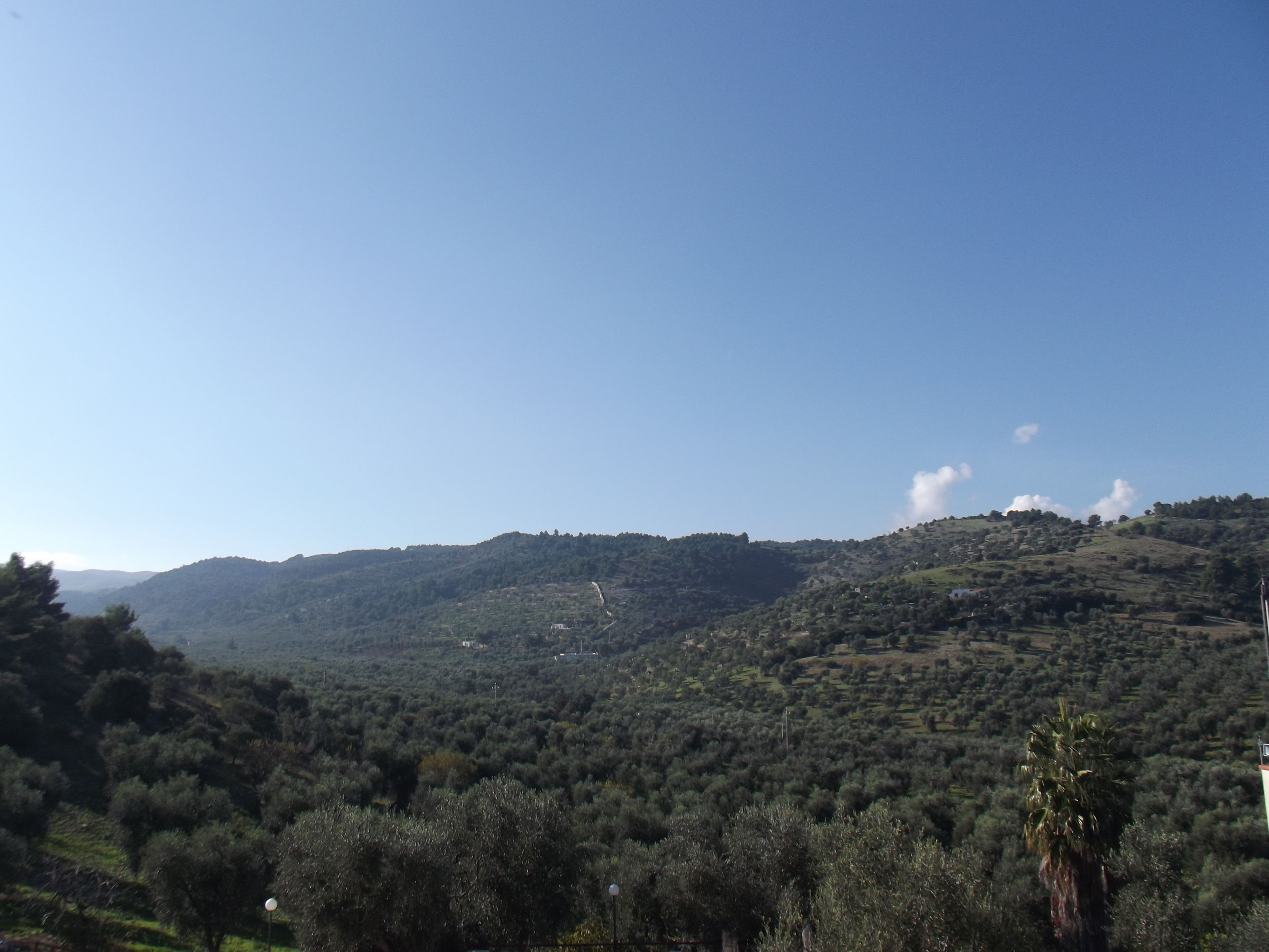 A mountainous landscape with olive groves and a clear sky.