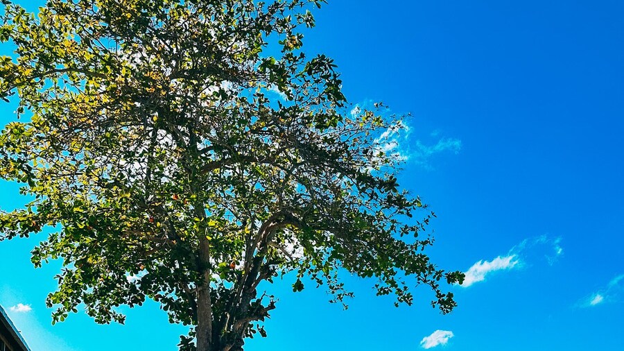 The Boardwalk Village