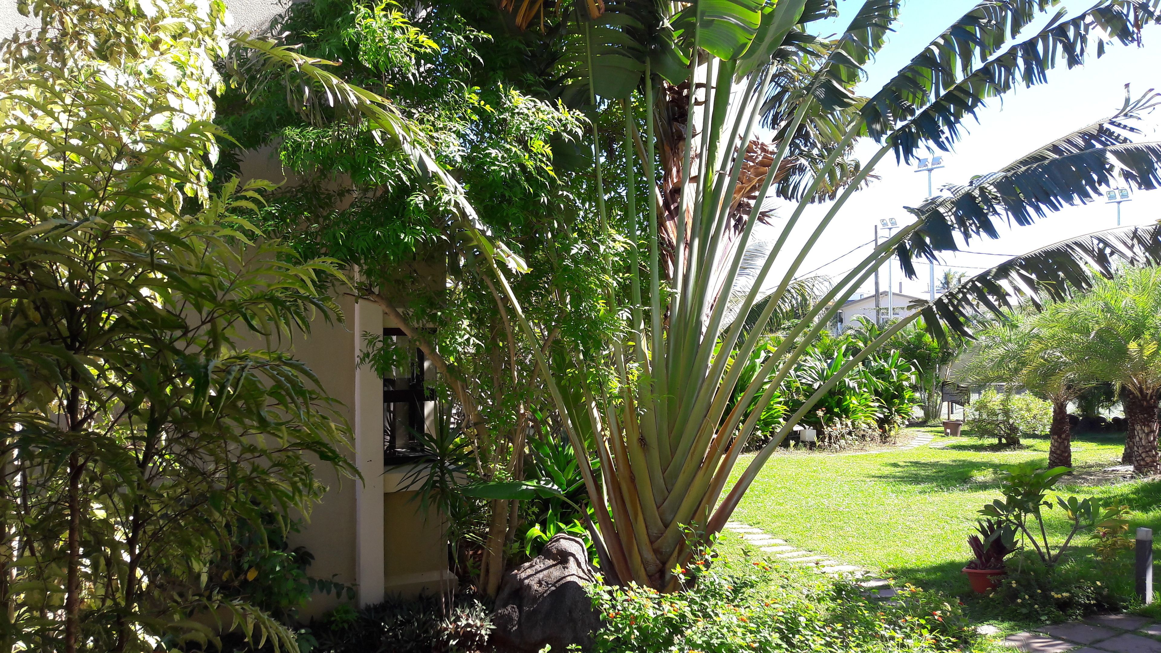 A lush garden with various plants and a pathway leading to a building.