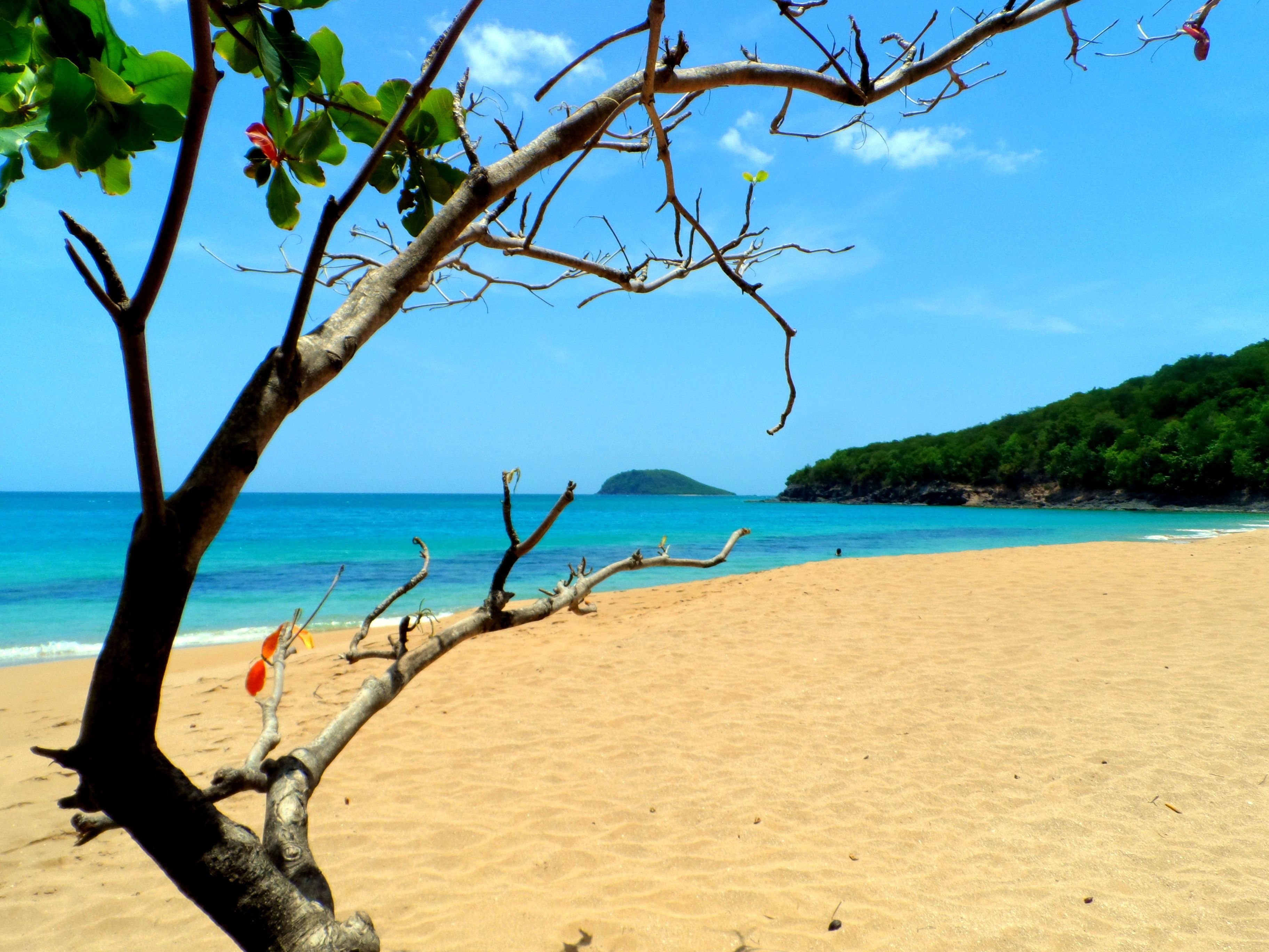 Una playa con agua azul cristalina, una orilla arenosa y un árbol de hojas verdes y flores rojas.