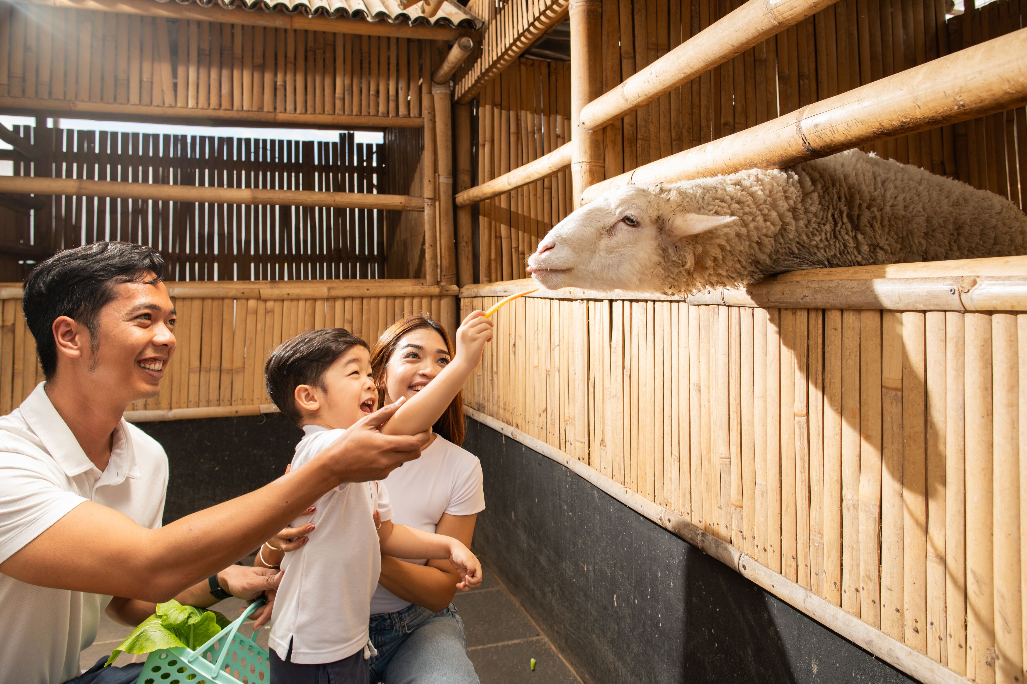 A wooden structure with a person feeding a sheep.