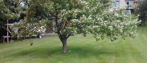 A tree in a grassy yard with a house in the background.