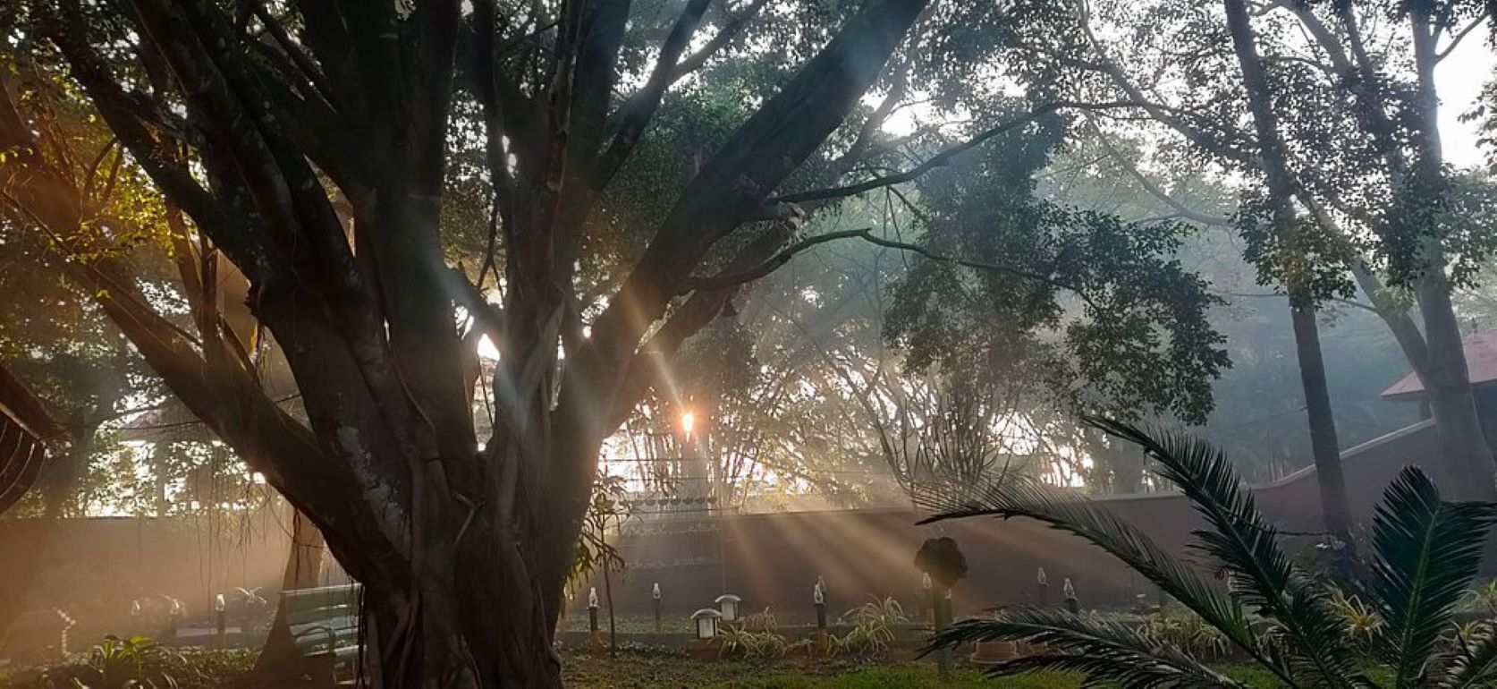 A large tree with sunlight filtering through its leaves, a fence, and some potted plants.
