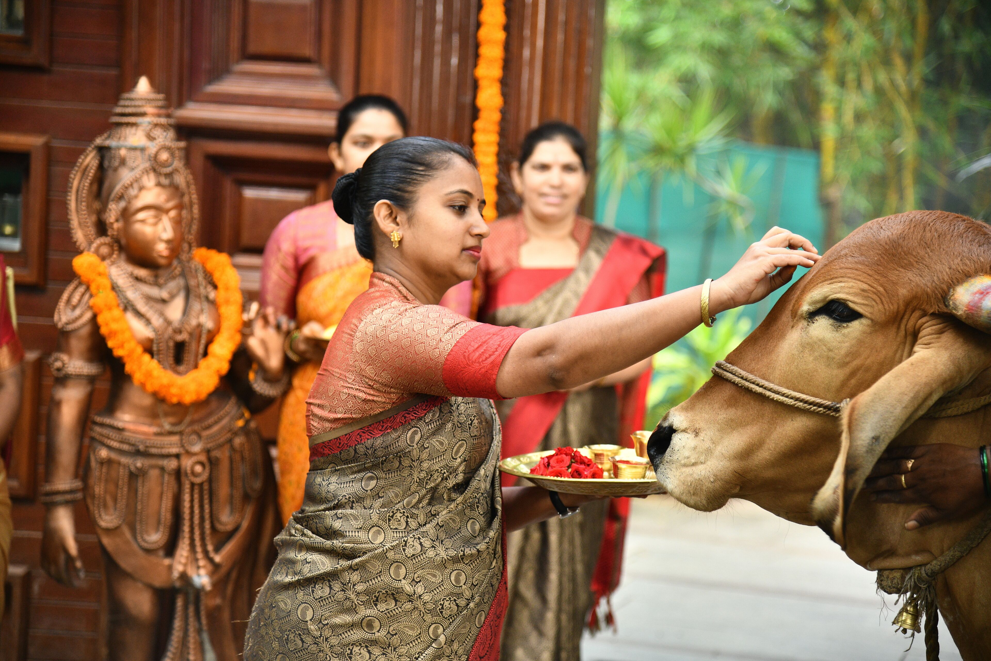 A person feeding a cow in front of a temple with a statue.